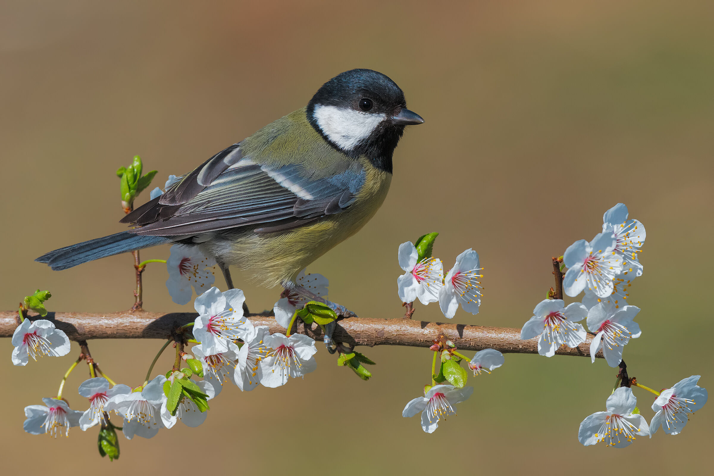 La Cinciallegra e la Primavera