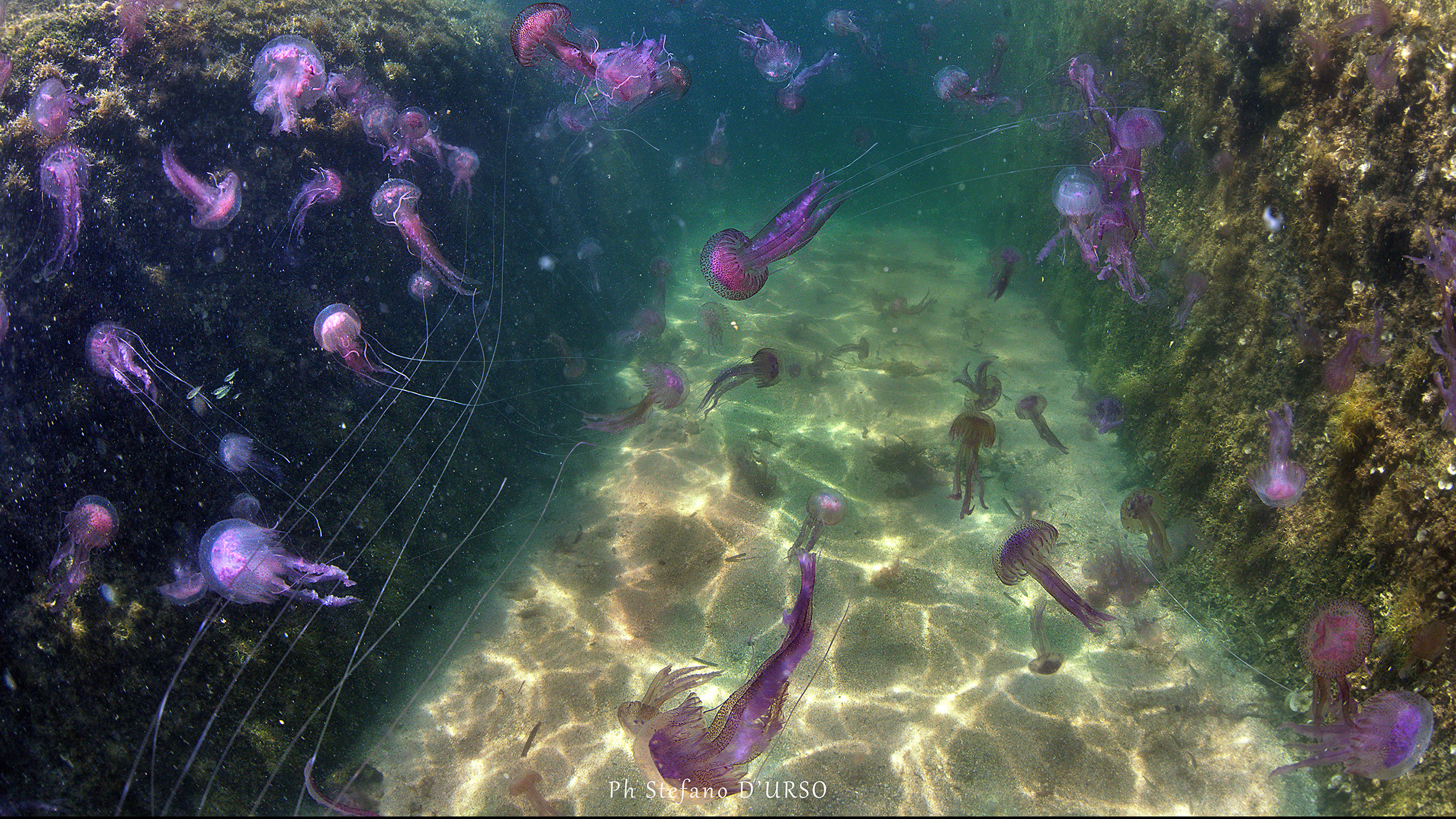 Venghino signori venghino