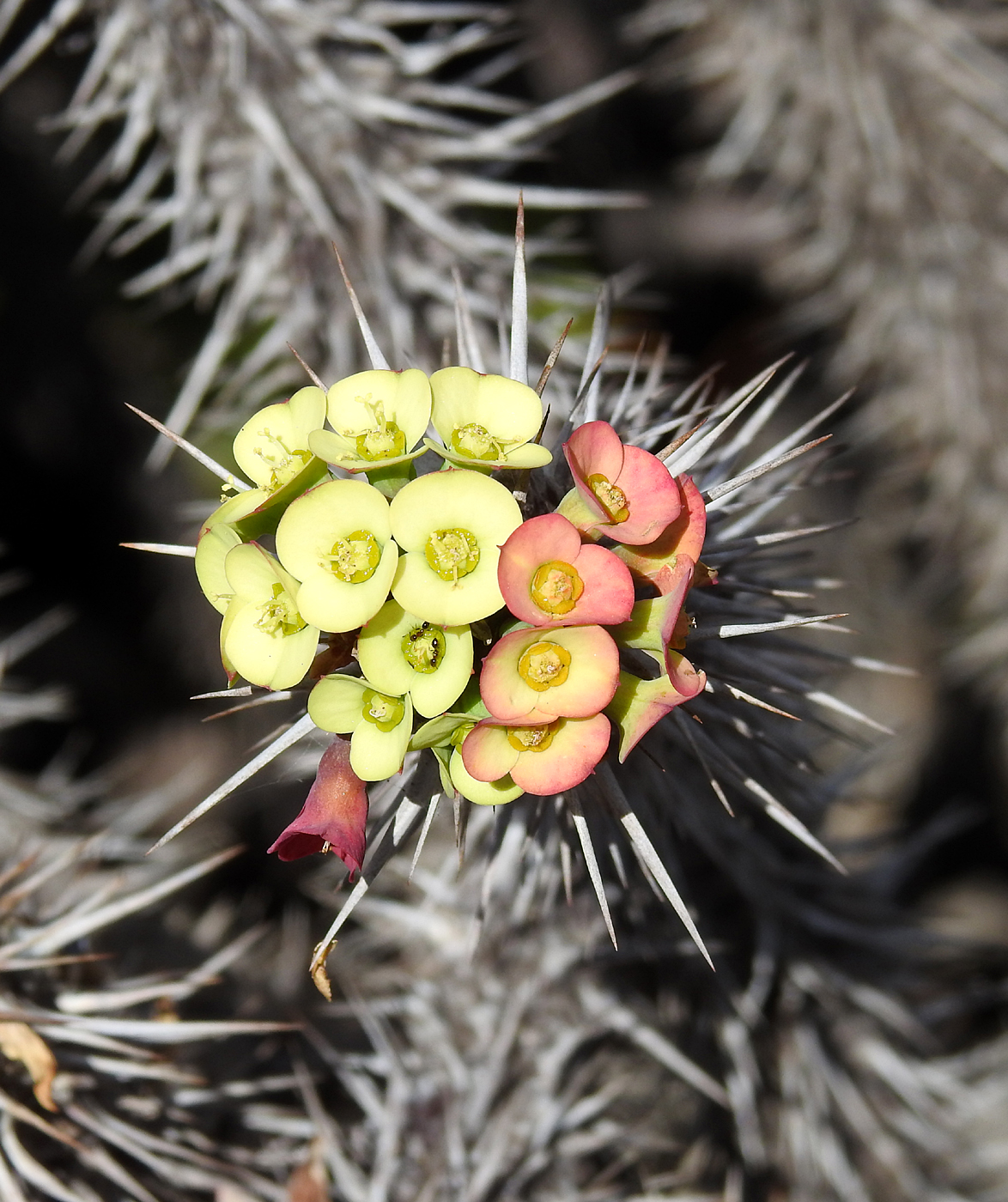 20-07-2019 Anja Community Reserve, Madagascar 3