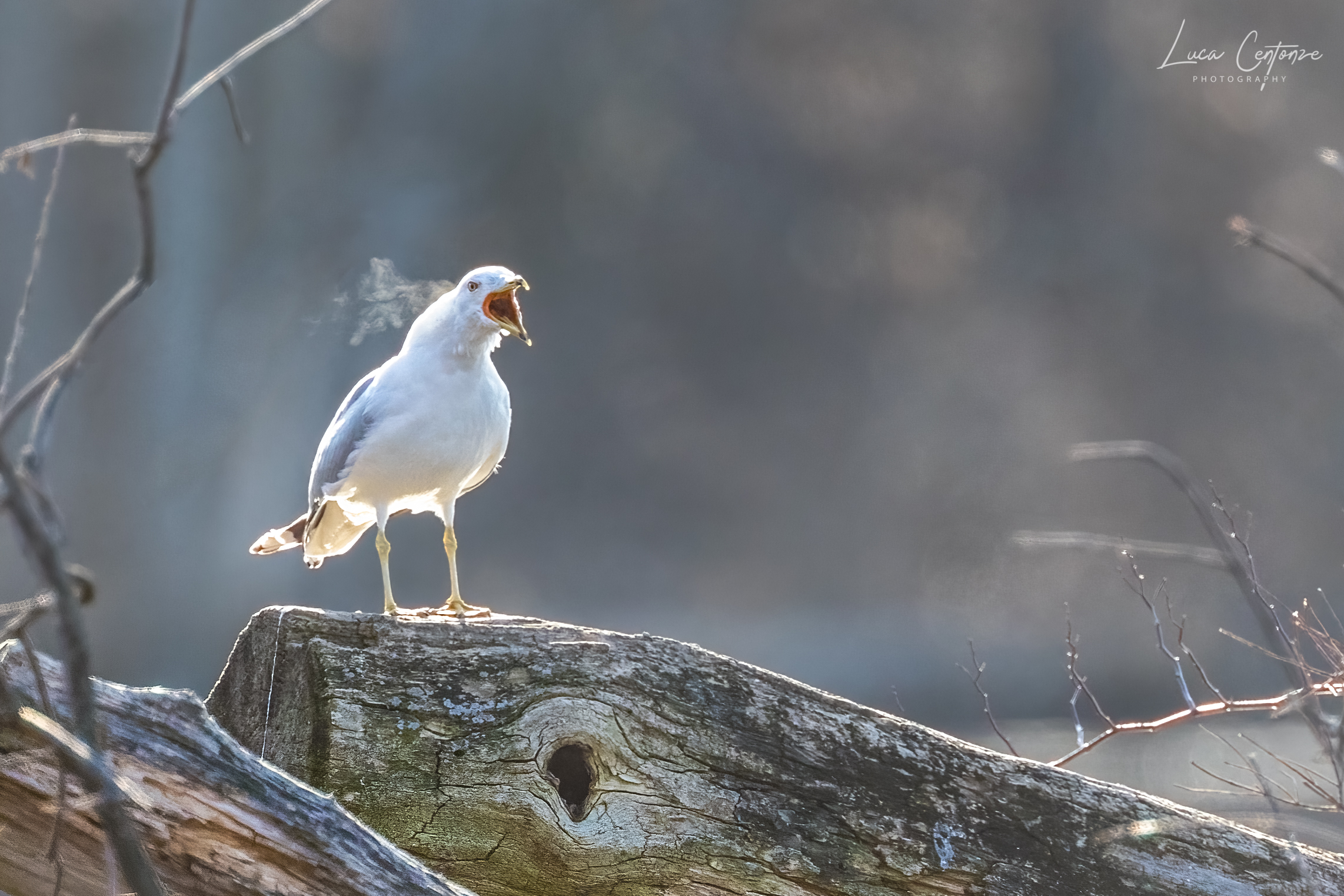 Garrito di gabbiano con condensa