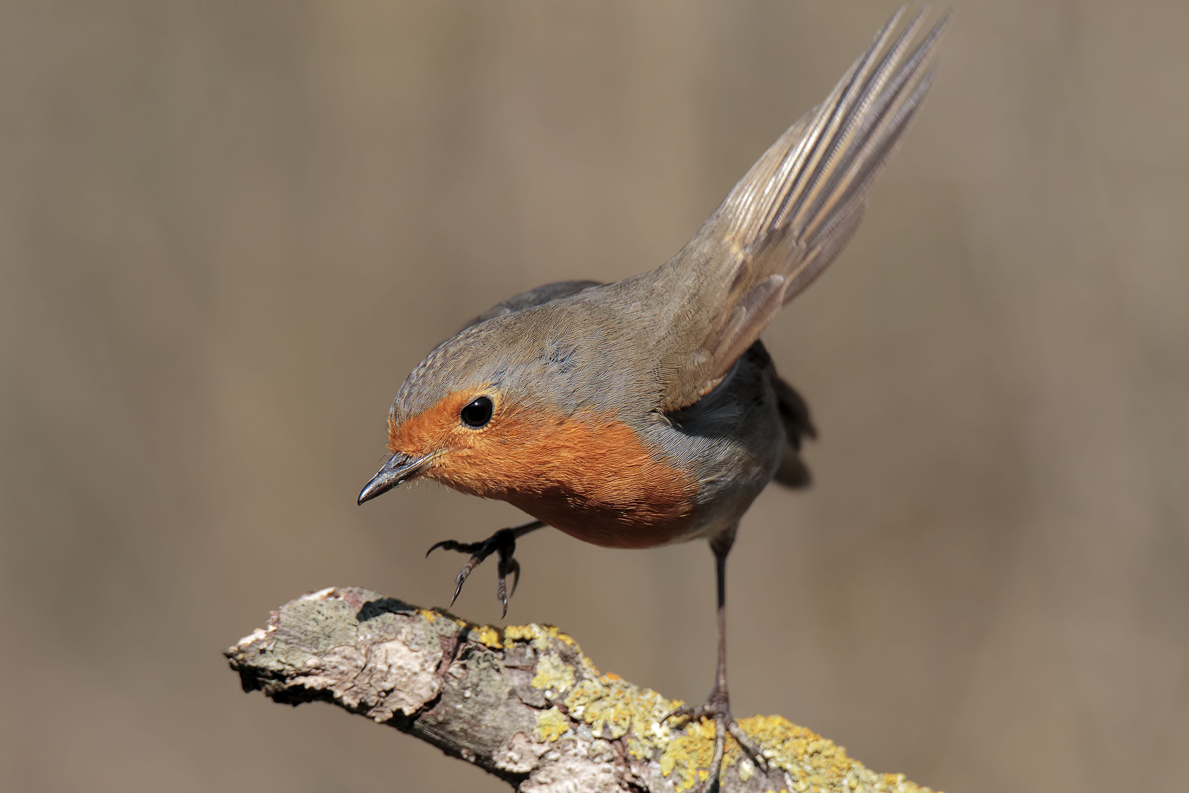 e' sempre lui il più bello