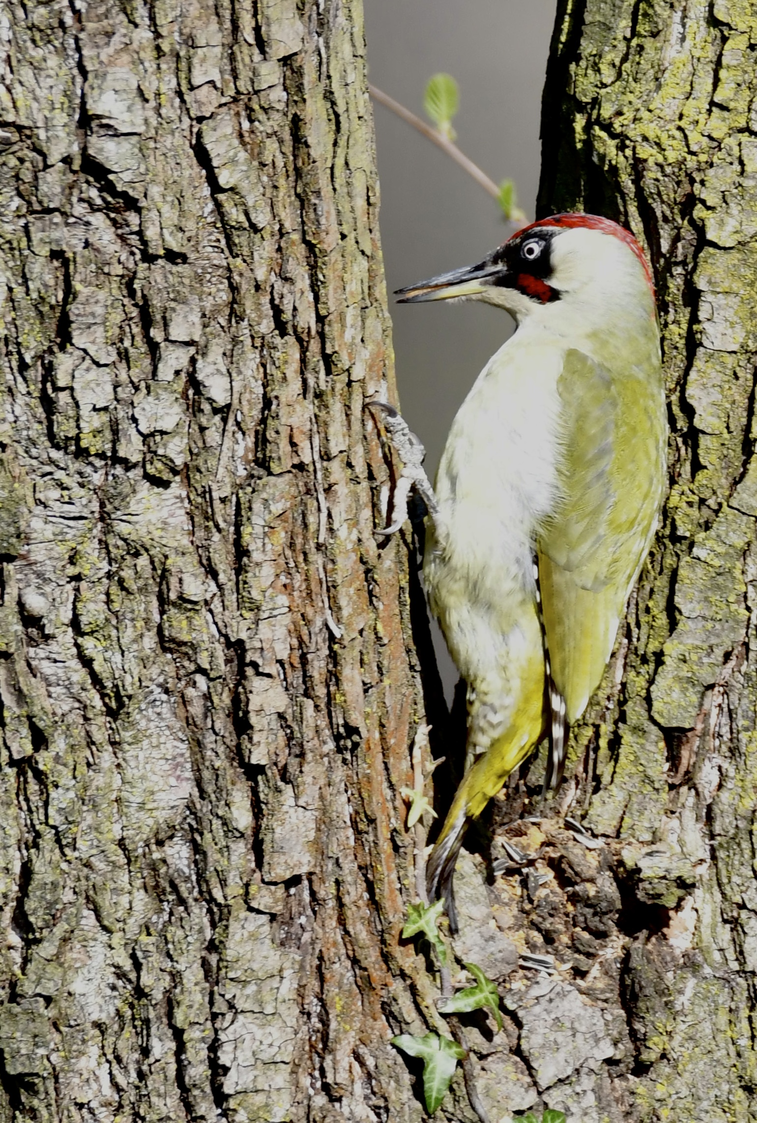 Green woodpecker