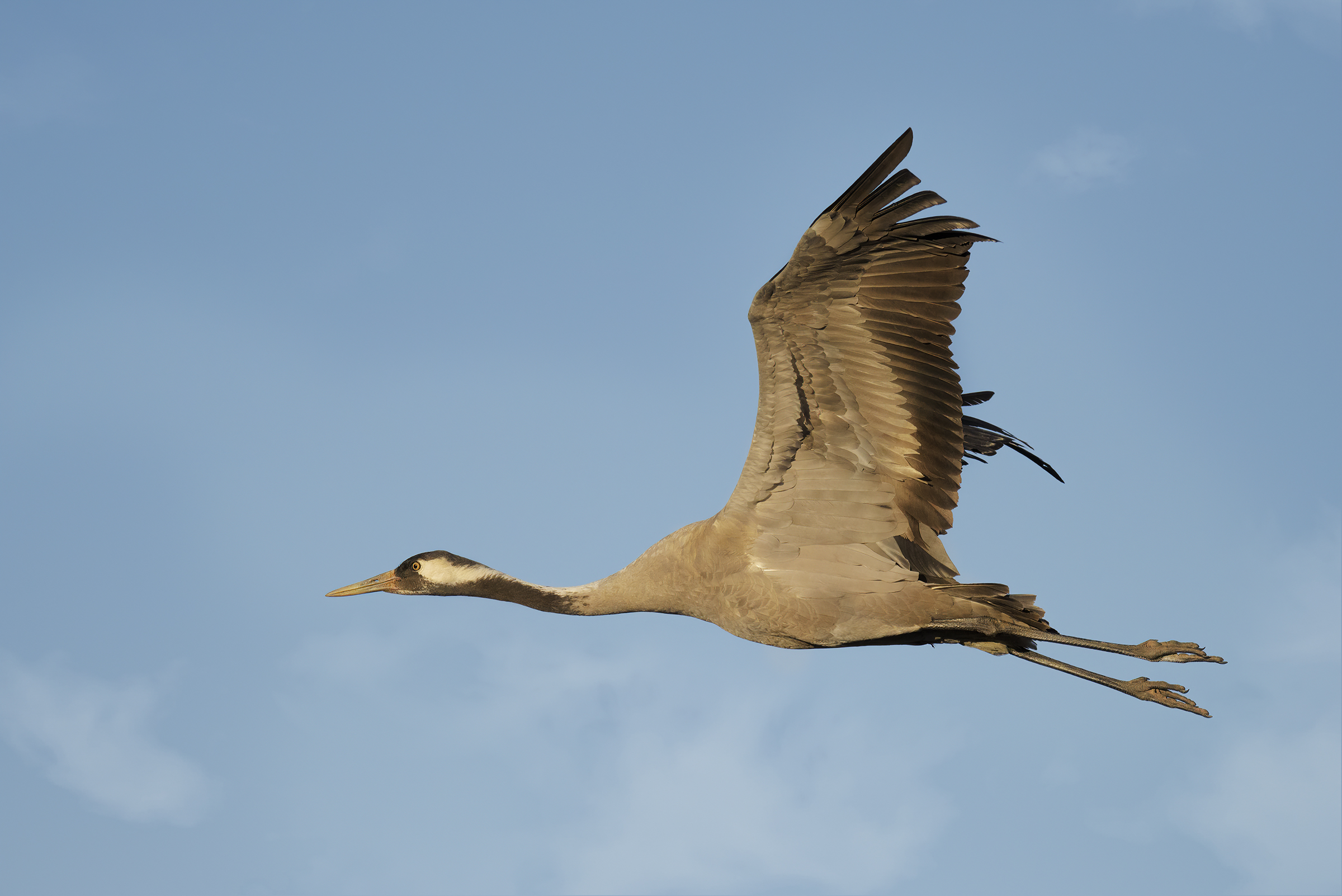 Cenerina Crane