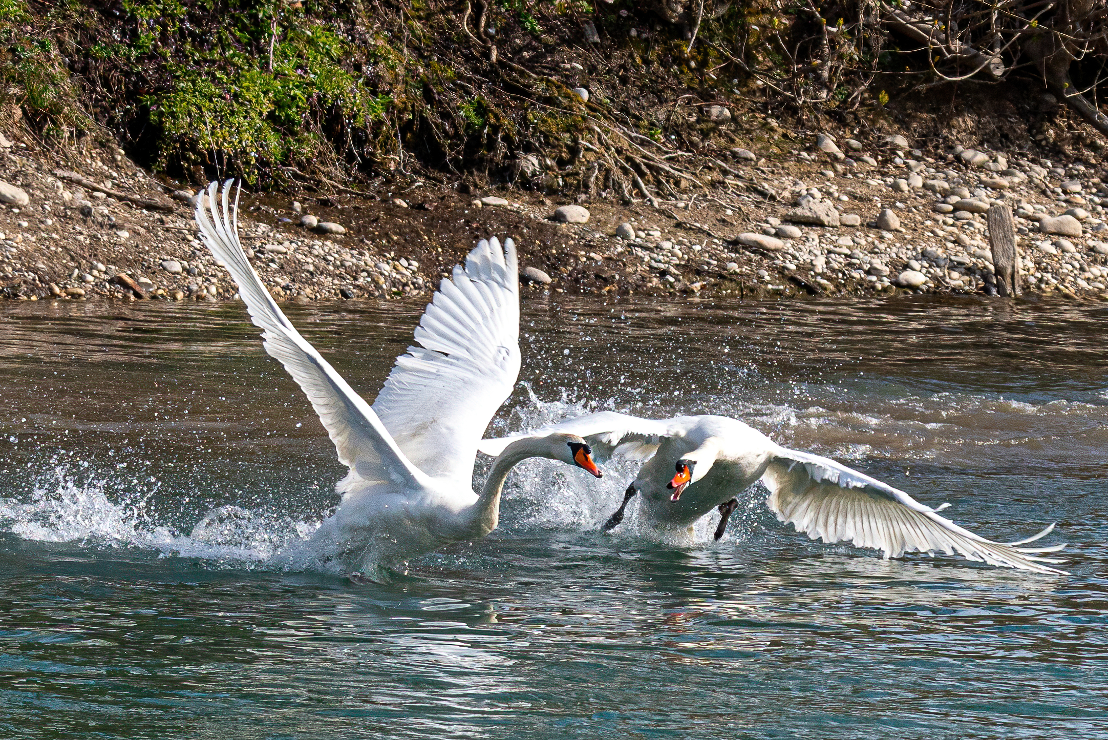 Discussioni tra cigni