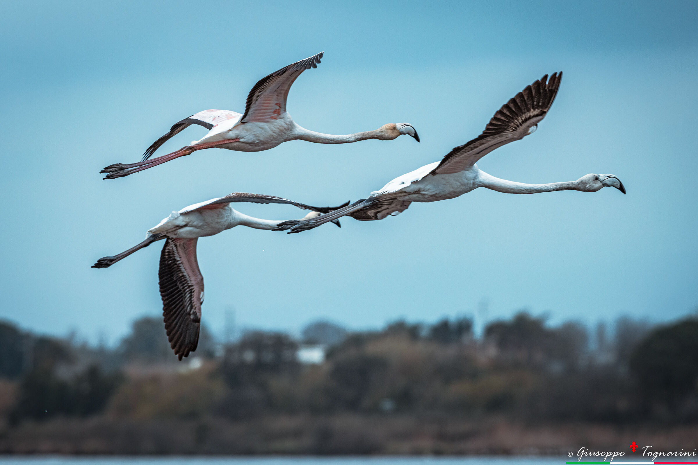 l'eleganza...in volo