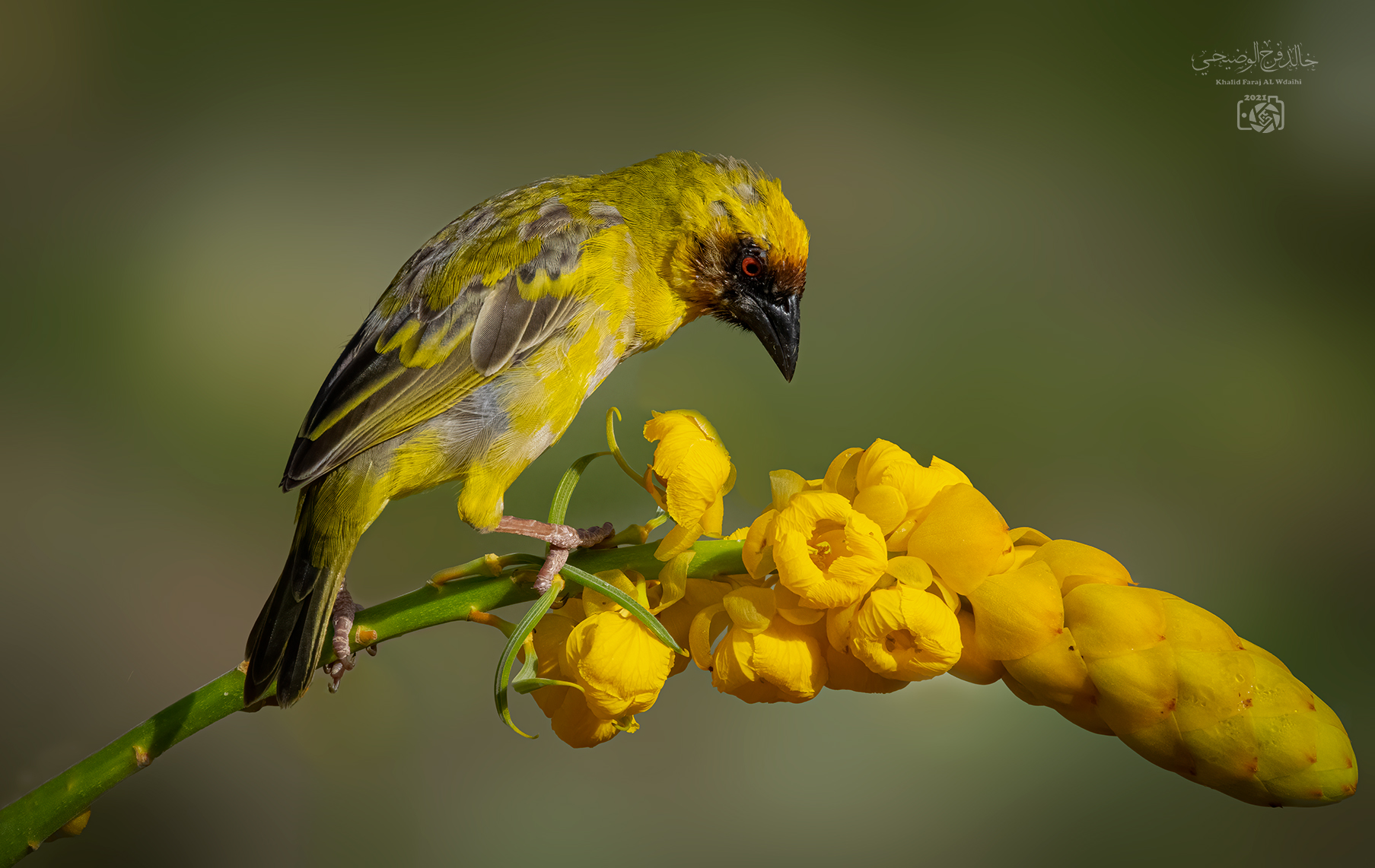 Rueppell's Weaver