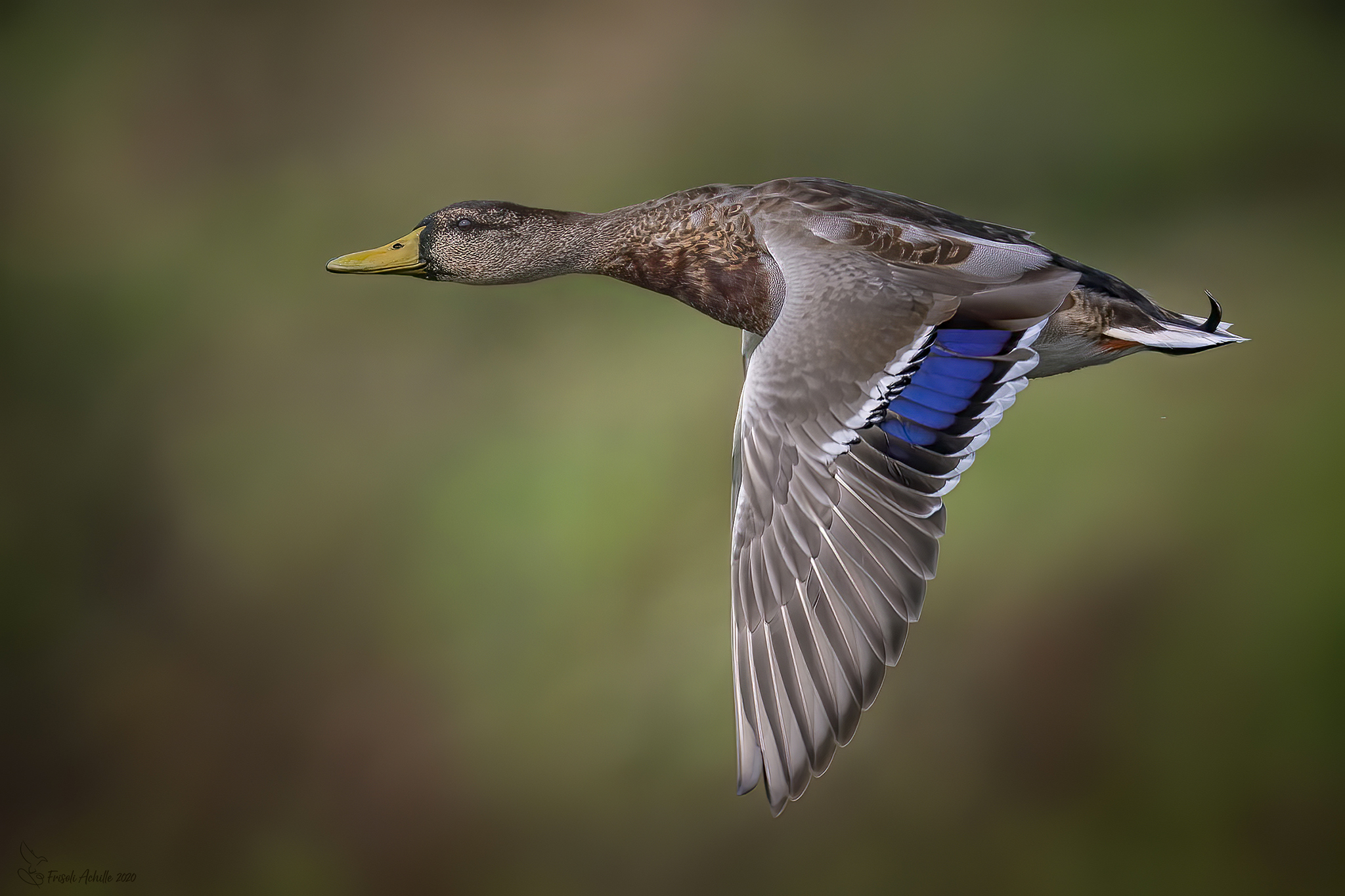 The classic Germanus