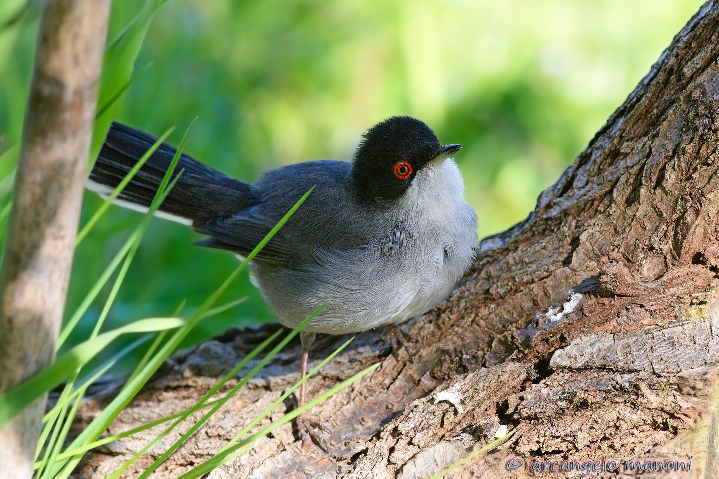 Popped from tall grass: male wink