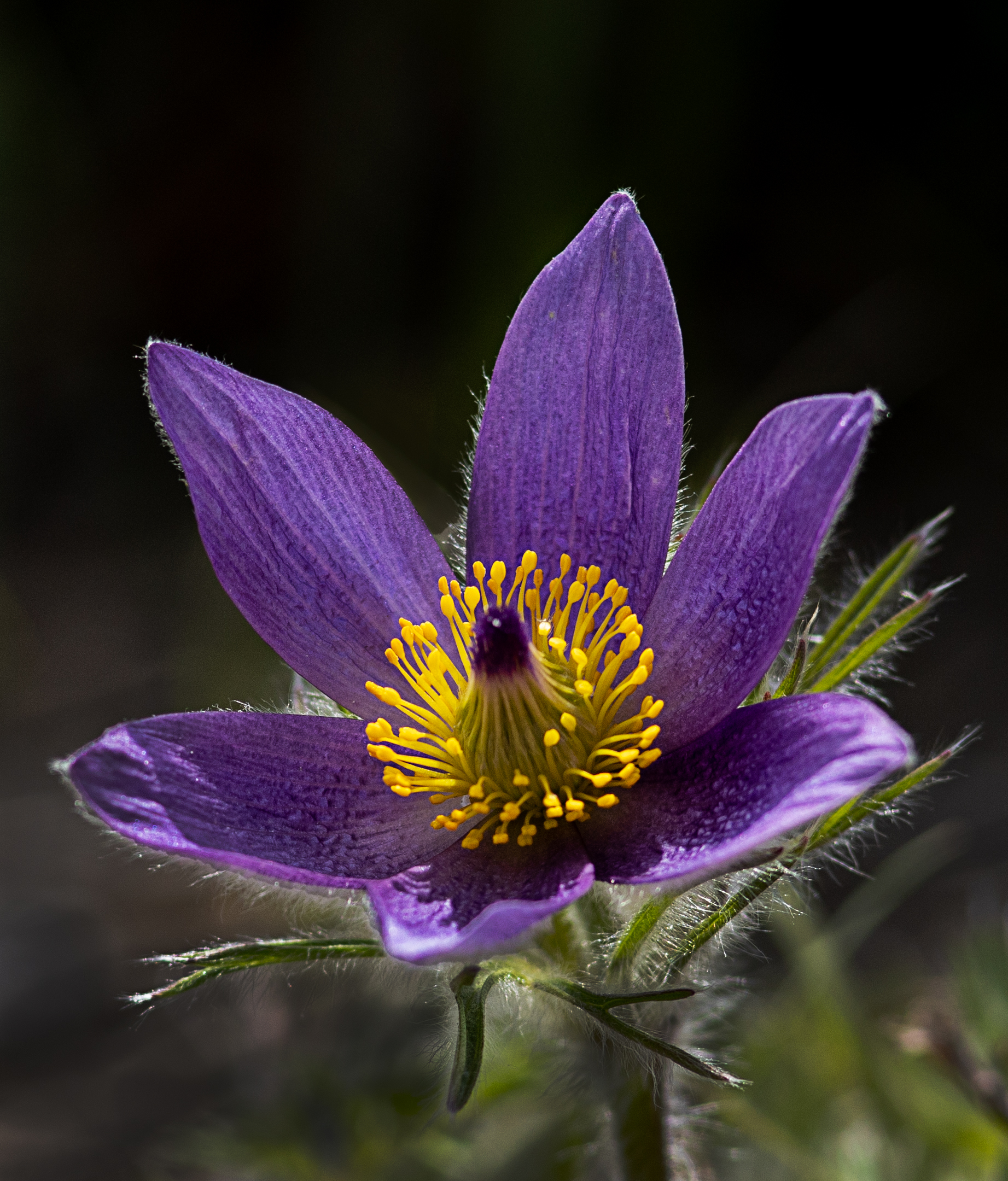 Blue Pasque Flower.