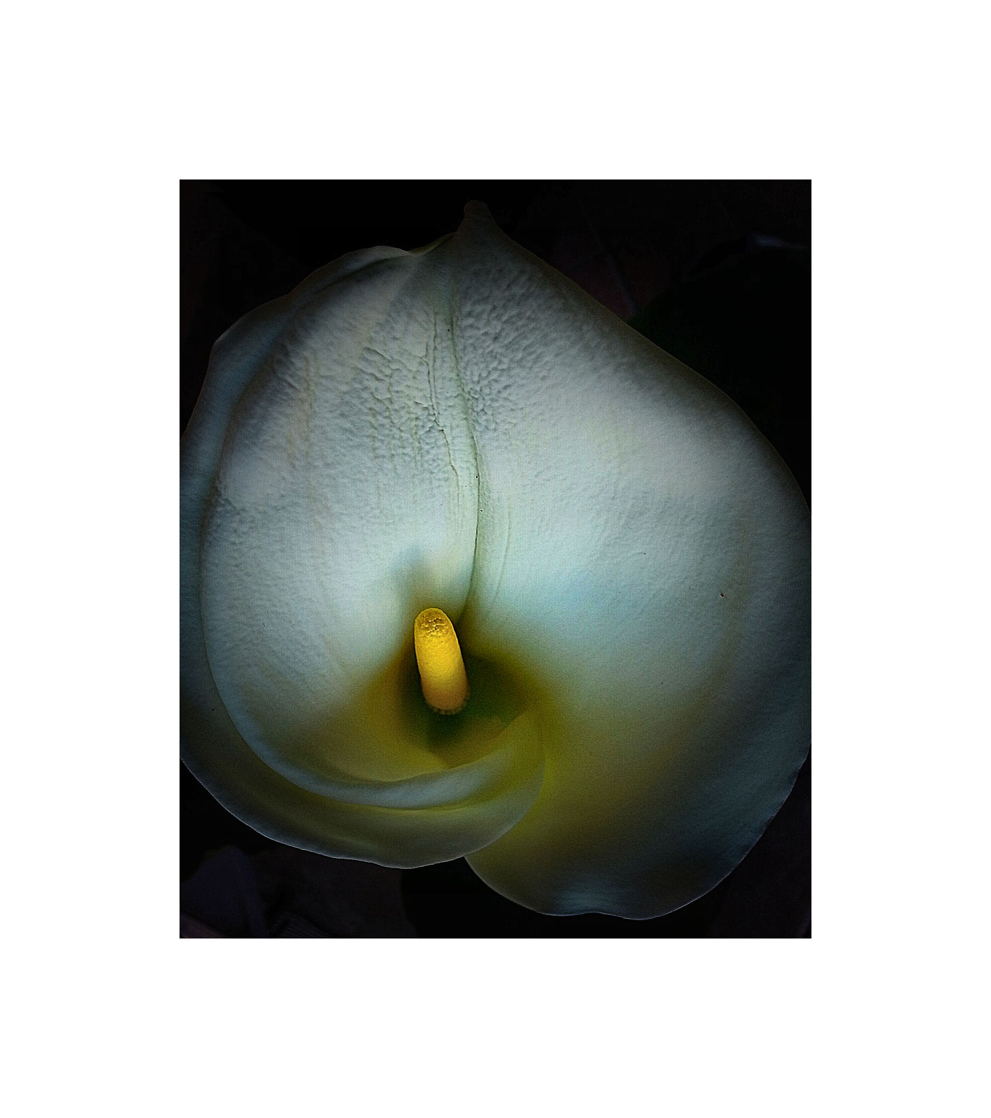 Calla