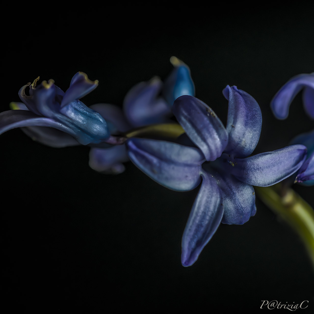 __profumodigiacinto__