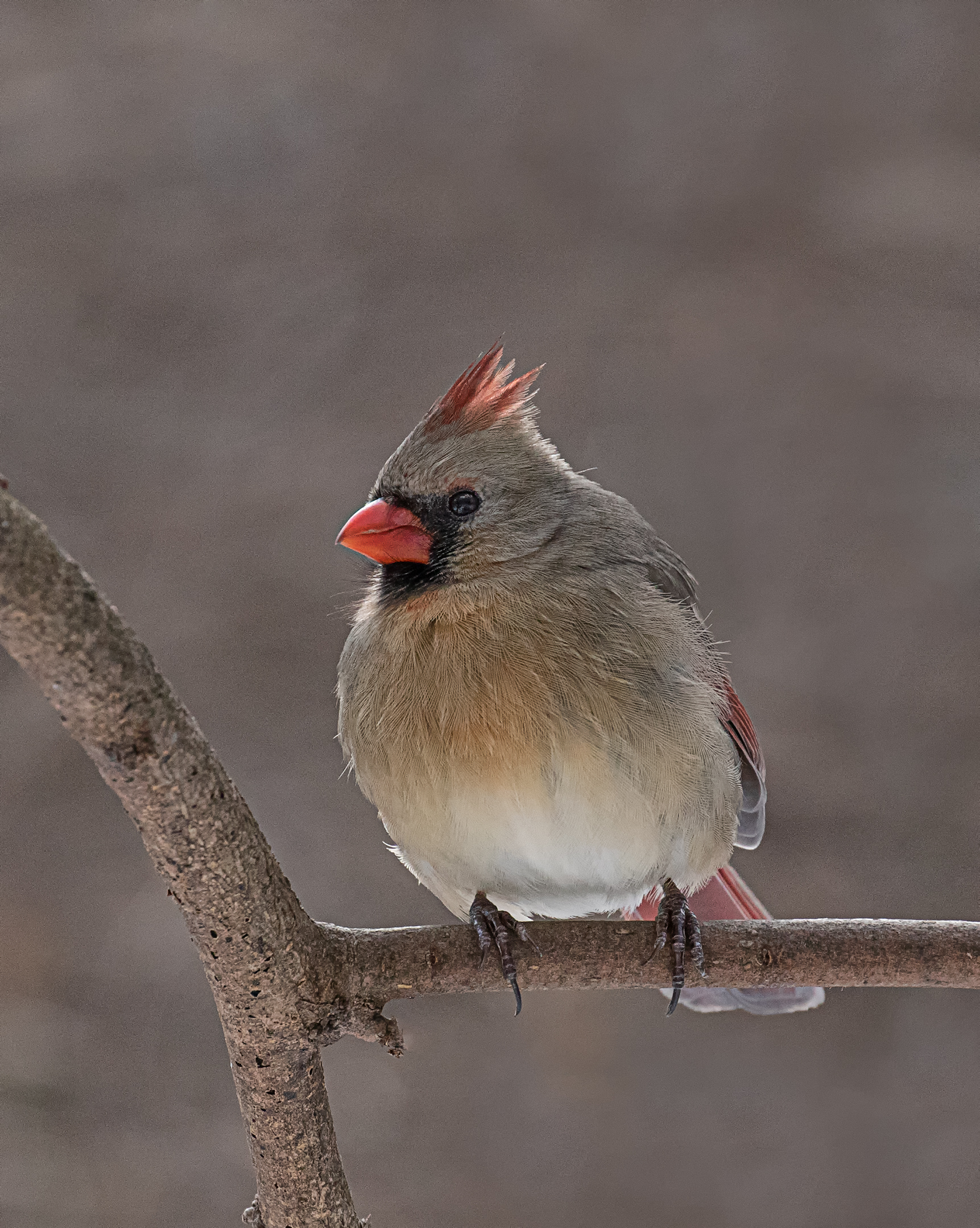 Female Northern Cardinal.