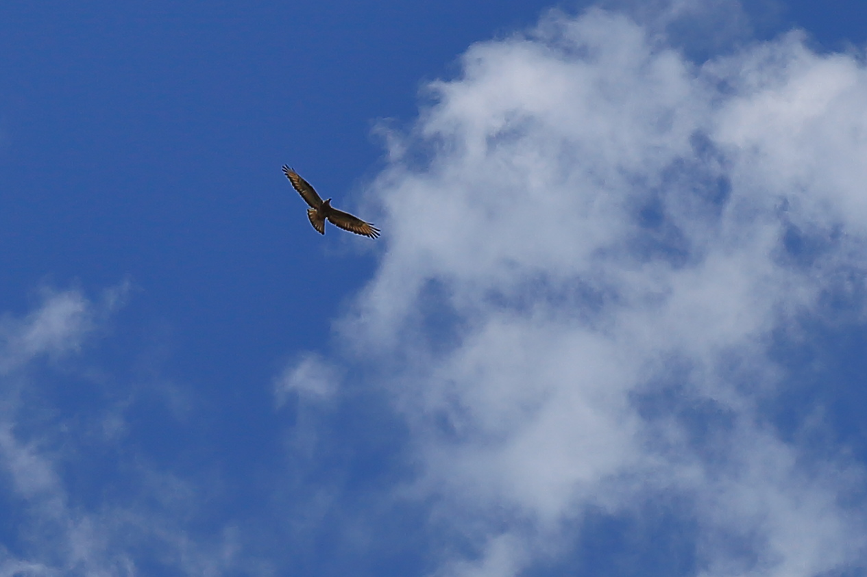 Raptor
