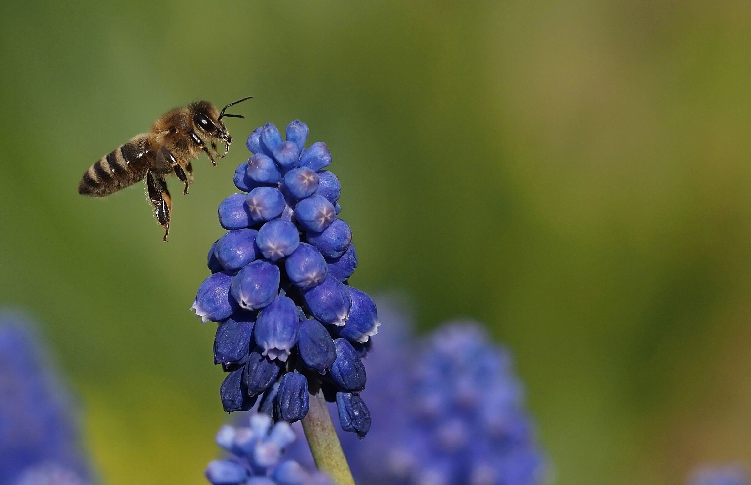 Atterraggio sui muscari