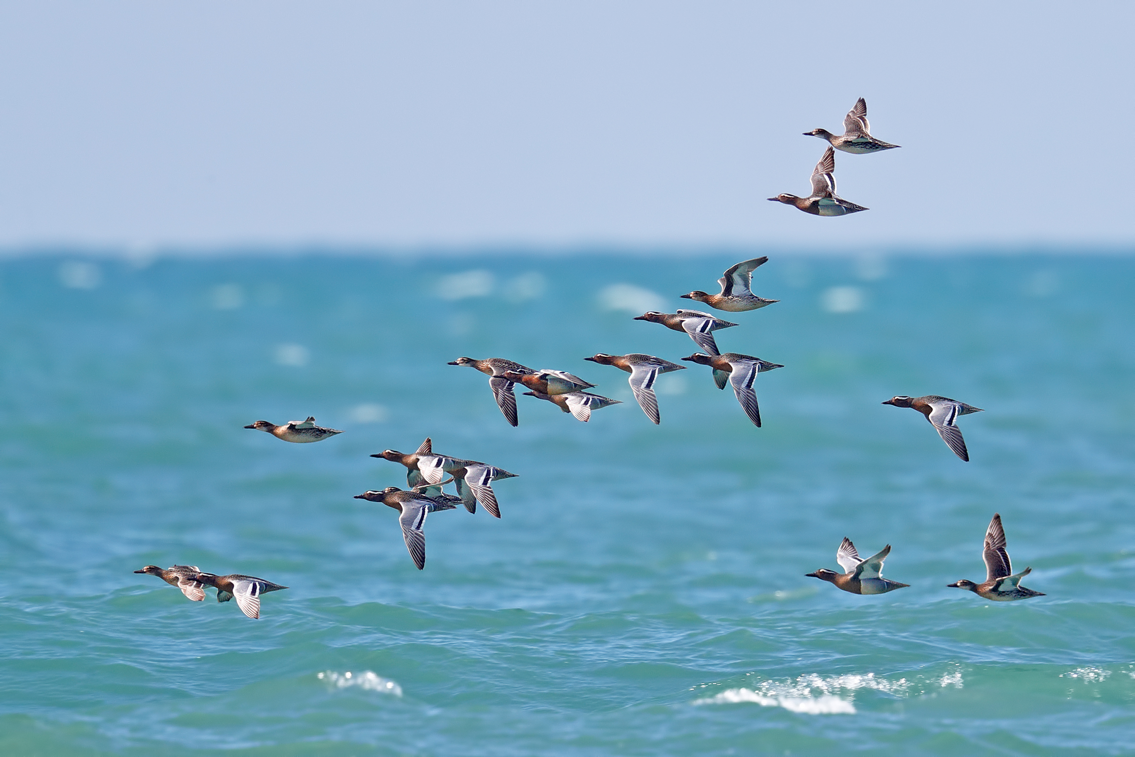 Marzioles in migration