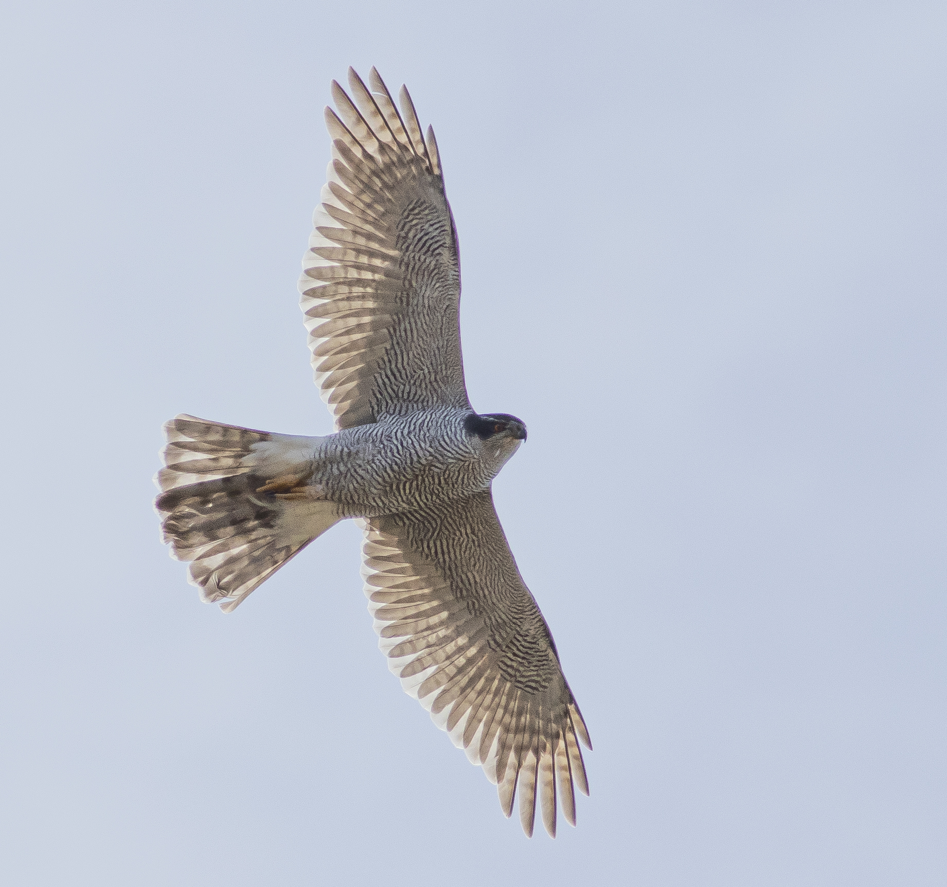 Astore (Accipiter gentilis)