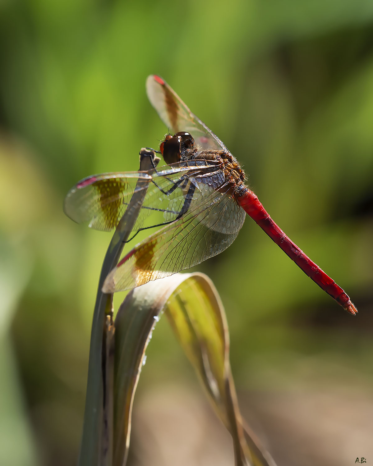 Sympetrum pedemontanum