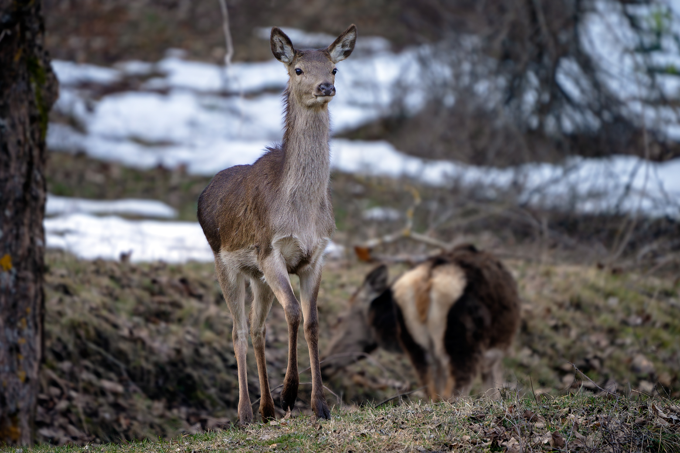 The Cub - Noble Deer