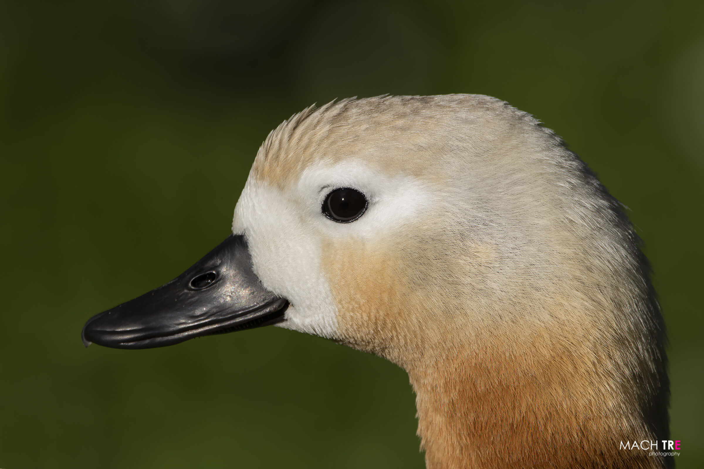 Casarca (Tadorna ferruginea)