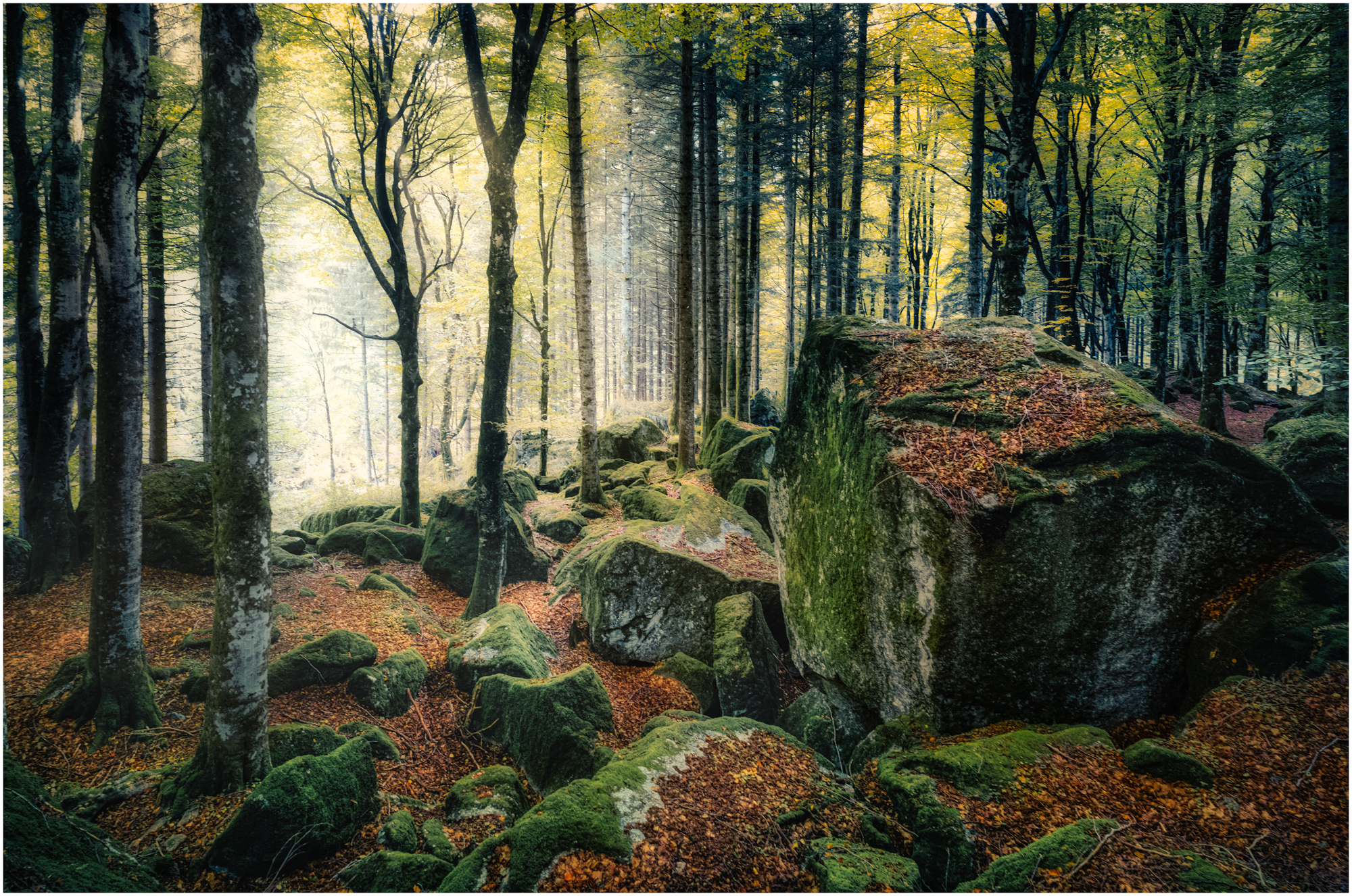 Bagni di Masino, il bosco