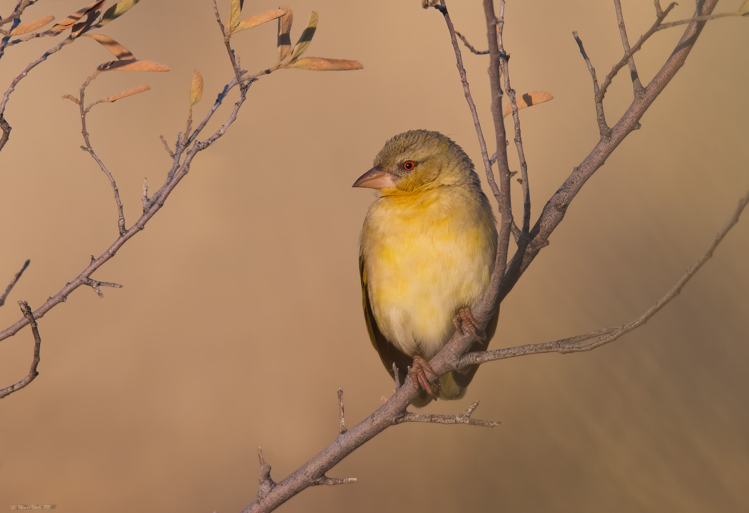 Ploceus velatus (Masked Weaver) Female