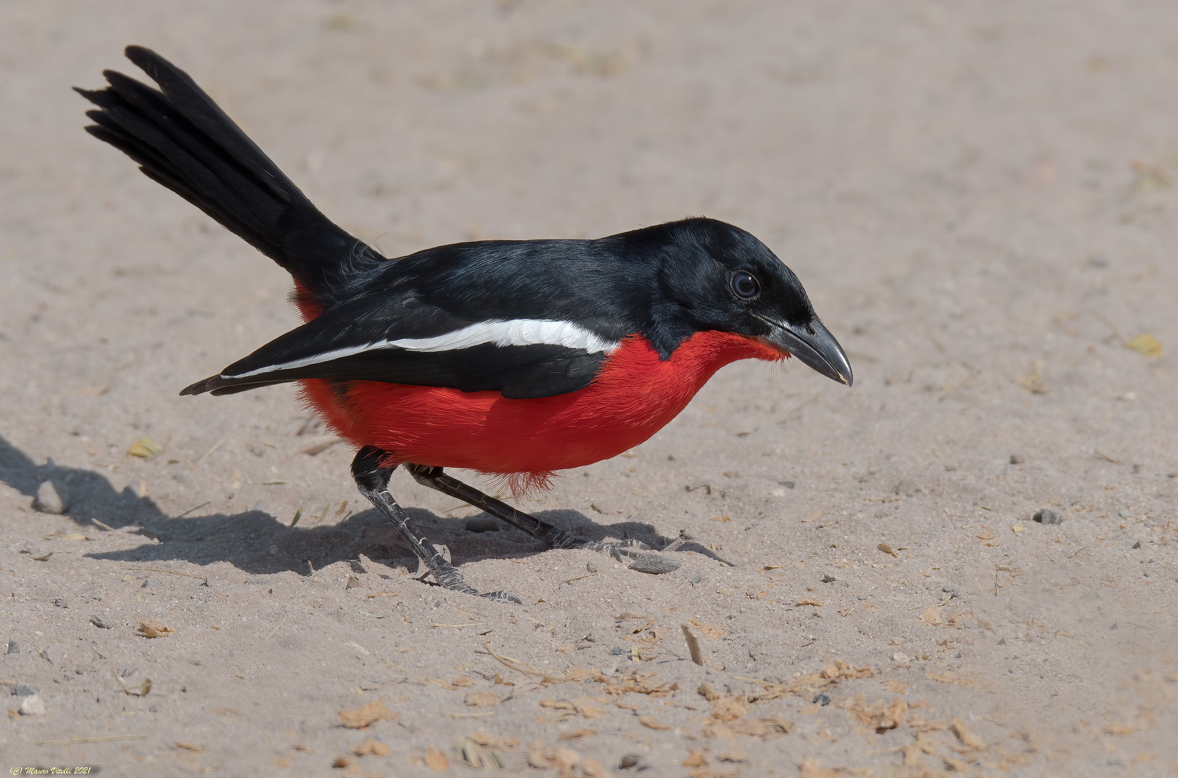 Averla Pettorosso (Kalahari Desert)