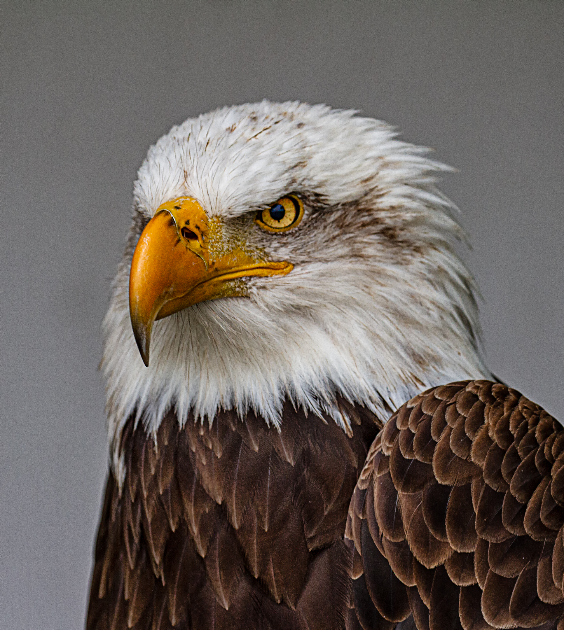 Portrait of a Bald Eagle.