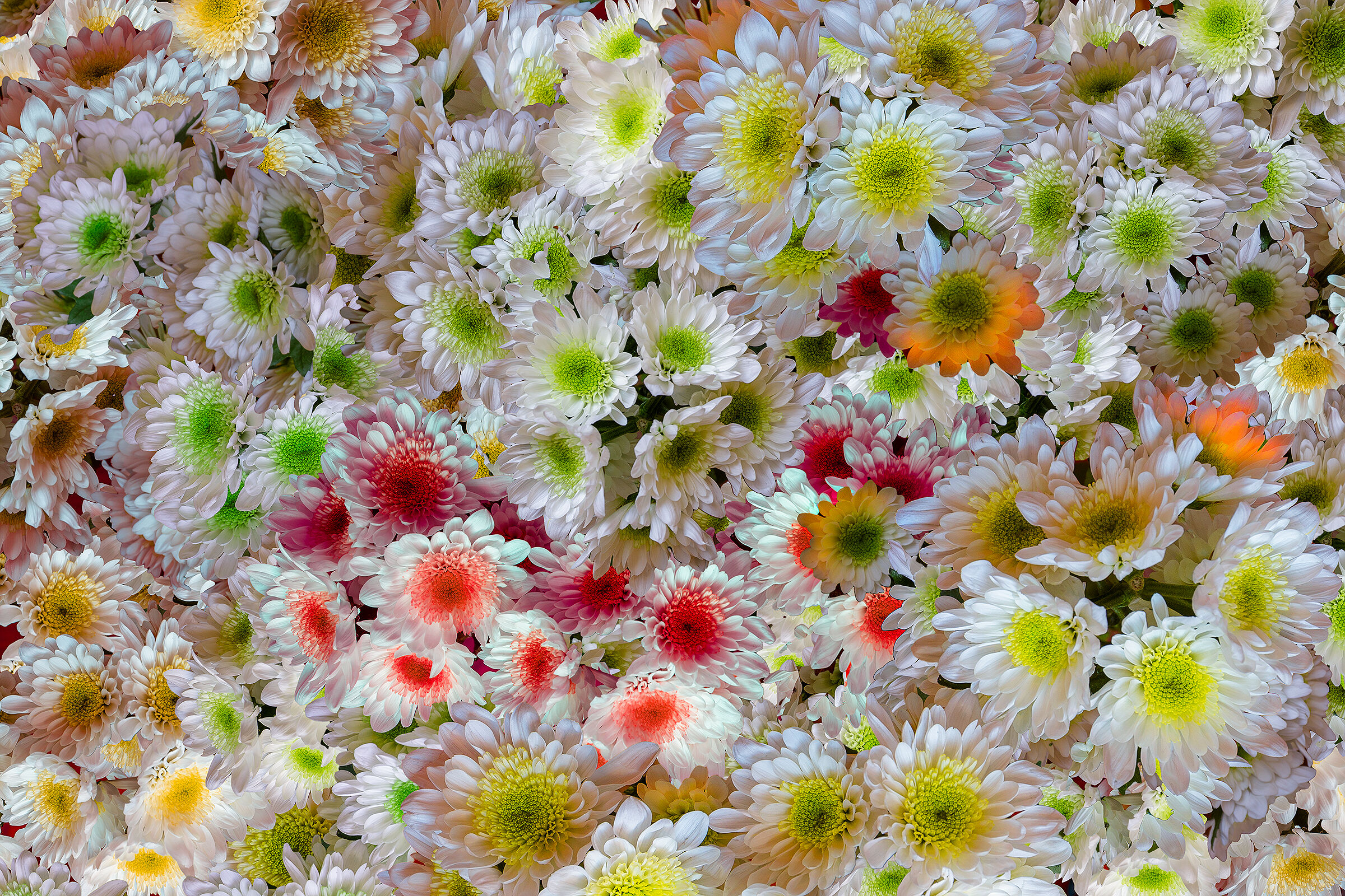 Color flower