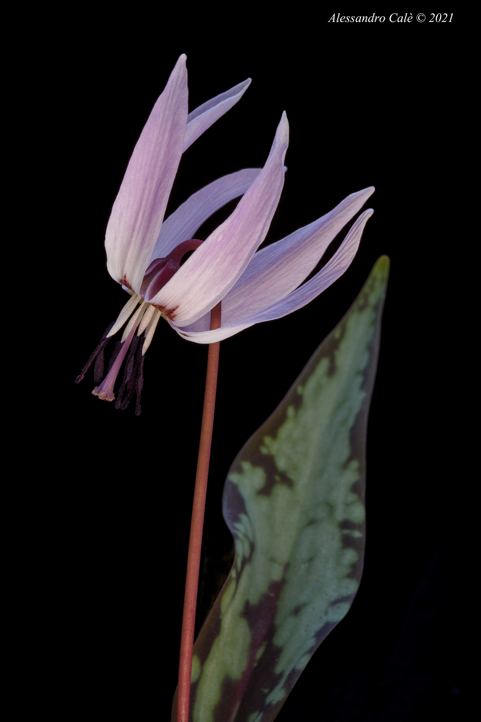 Erythronium dens canis ( Dente di cane) 9090