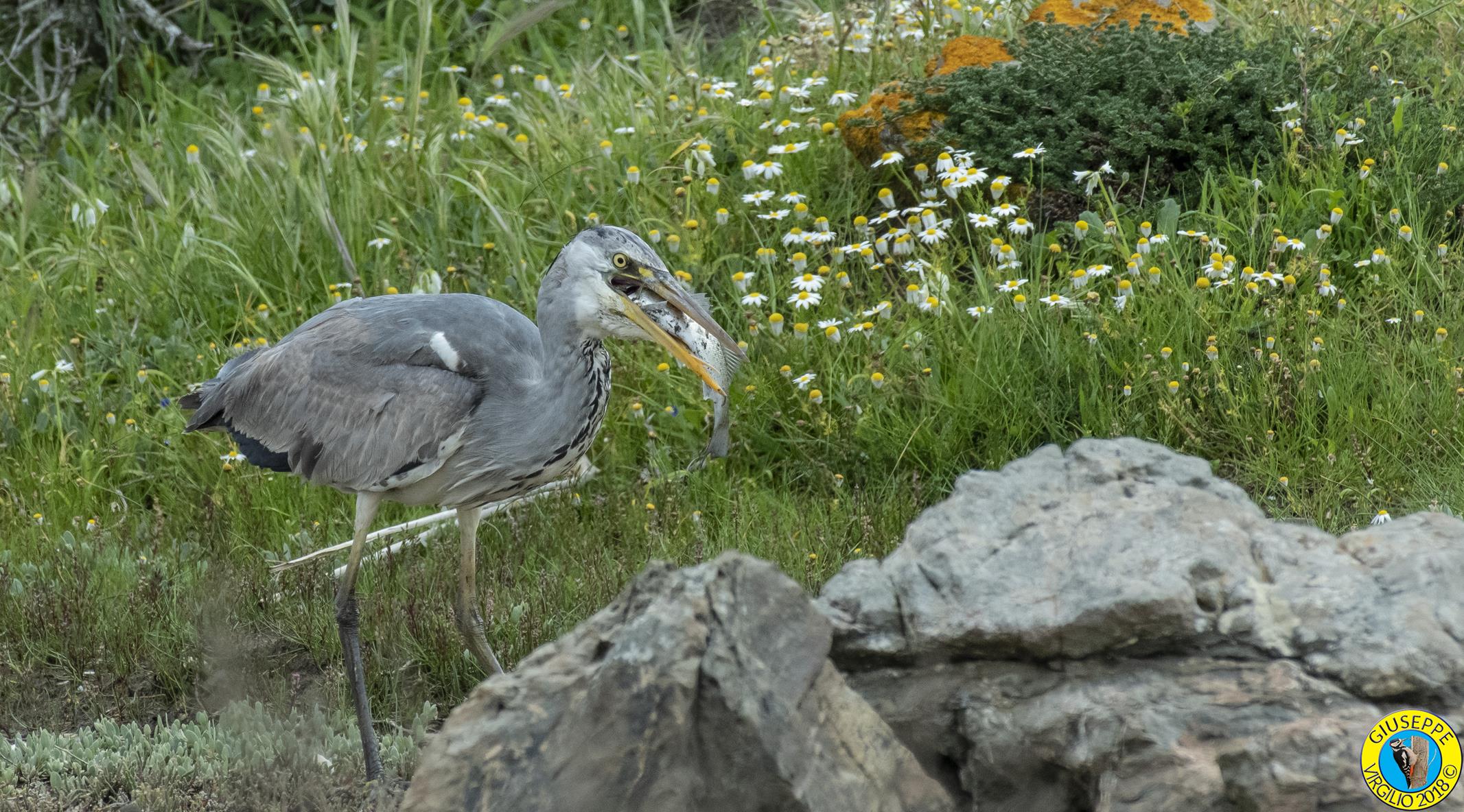Airone Cenerino (Sardegna 2018)