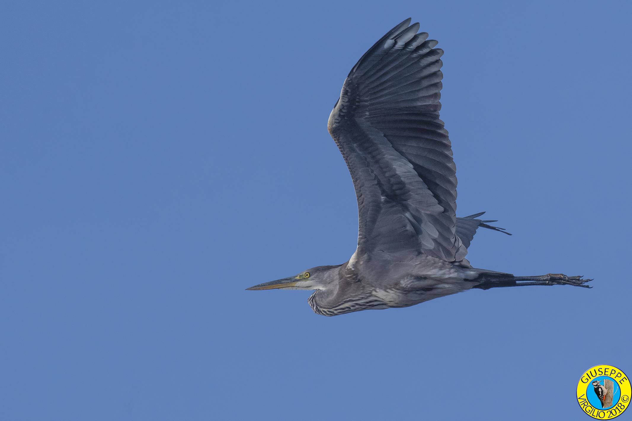 Airone Cenerino (Sardegna 2018)