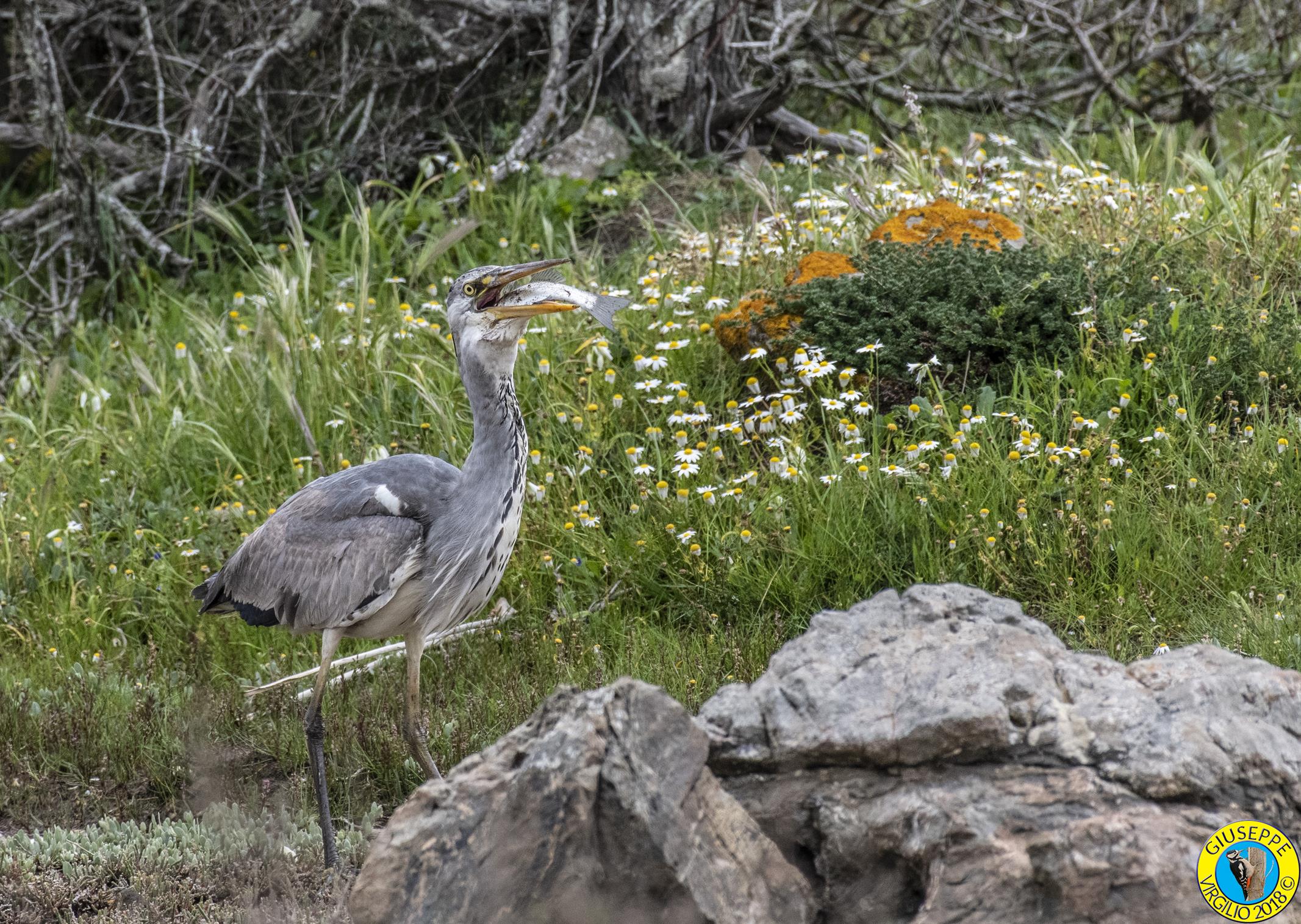 Airone Cenerino (Sardegna 2018)