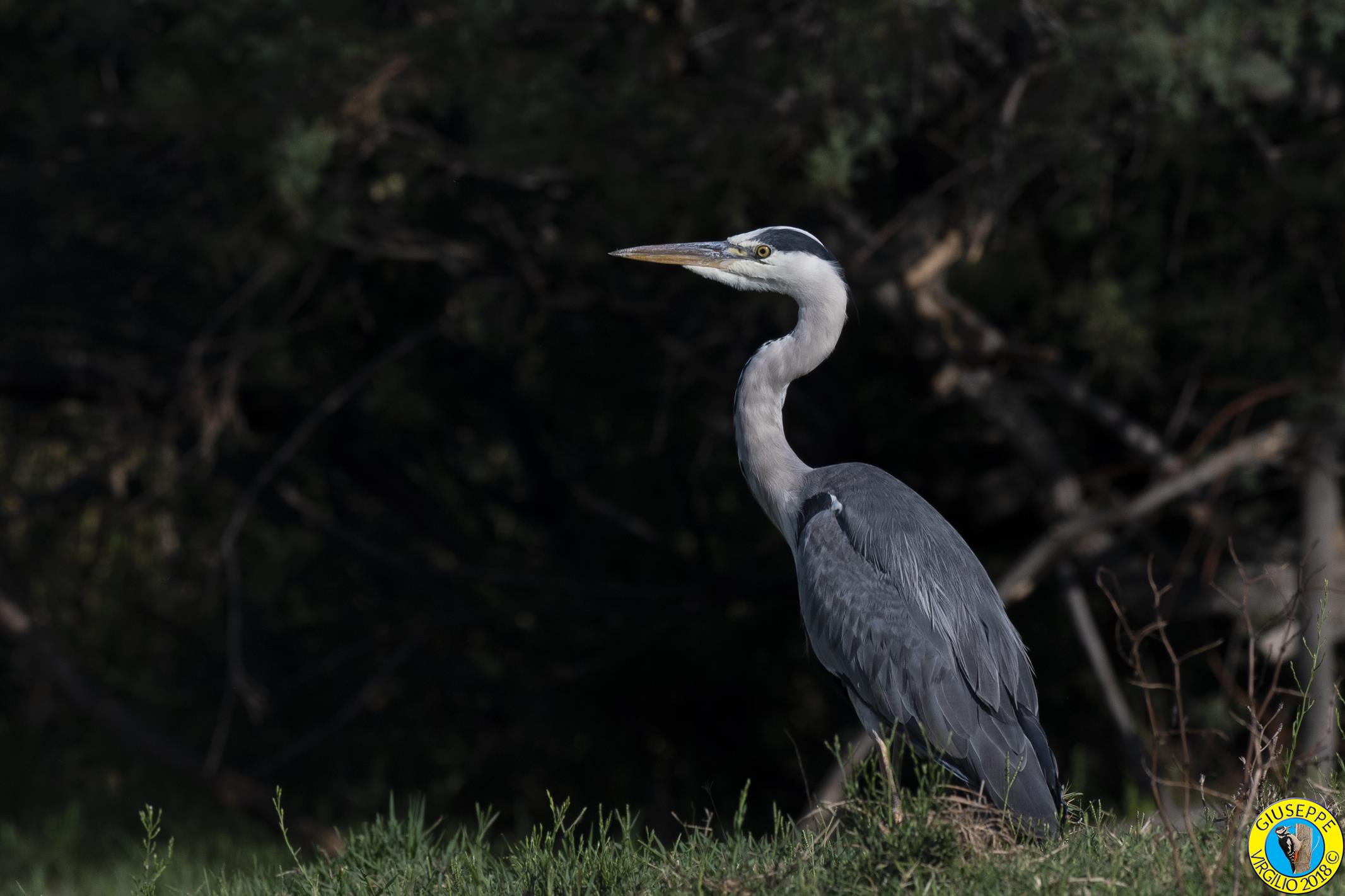 Airone Cenerino (Sardegna 2018)