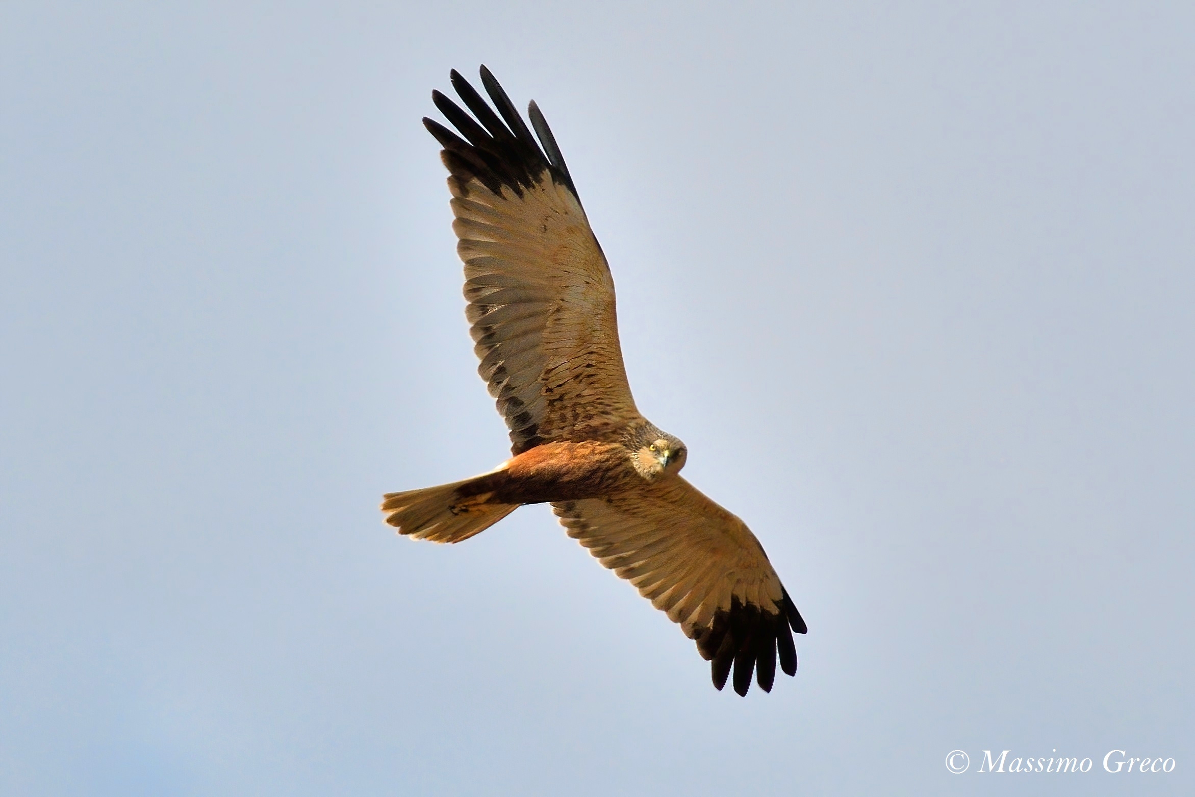 Marsh Falcon (Circus aeruginosus)