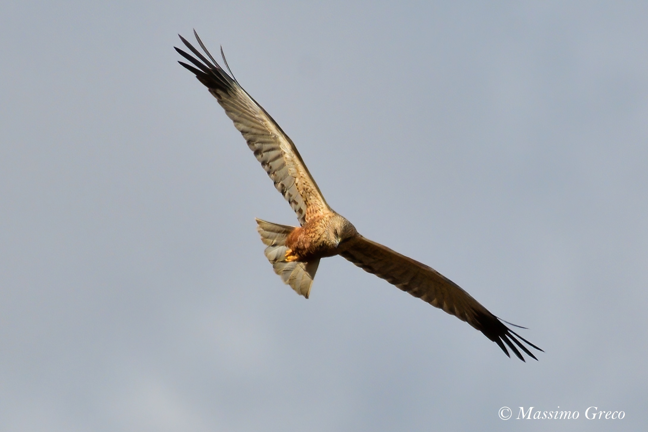 Marsh Falcon (Circus aeruginosus)