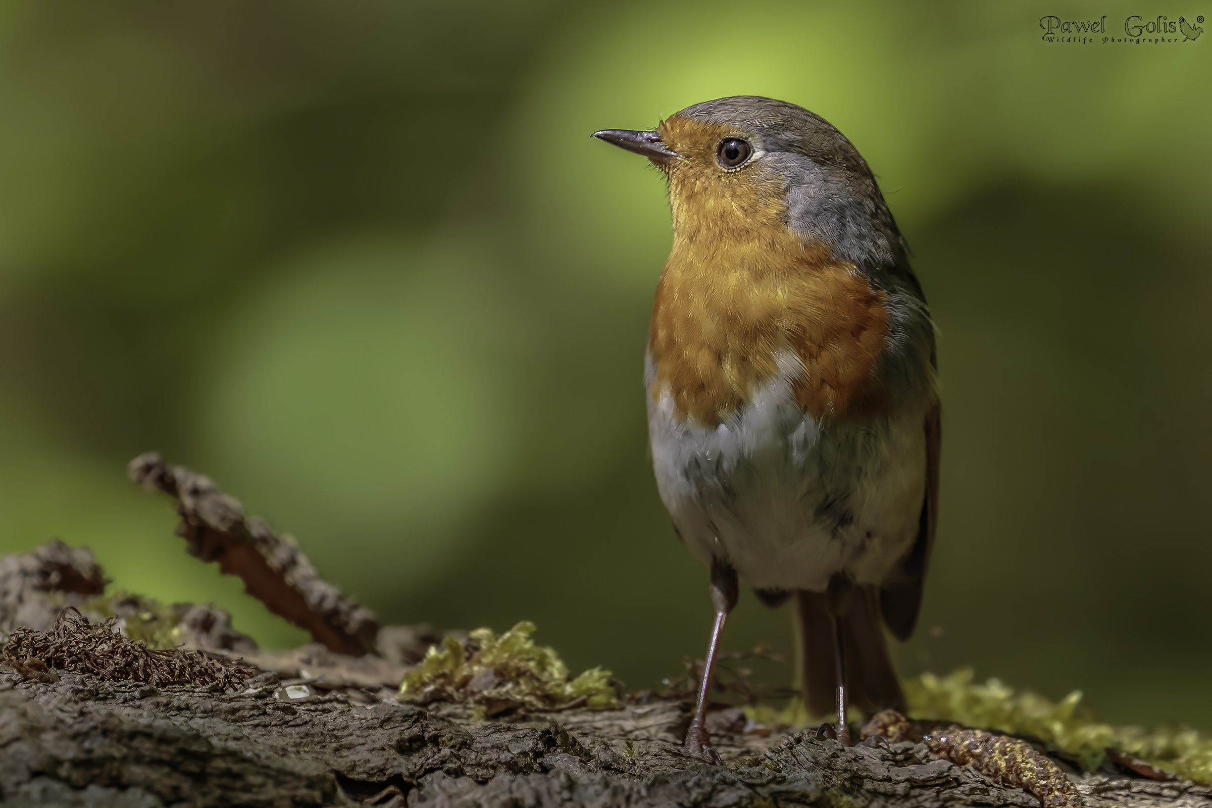 Pettirosso (Erithacus rubecula)