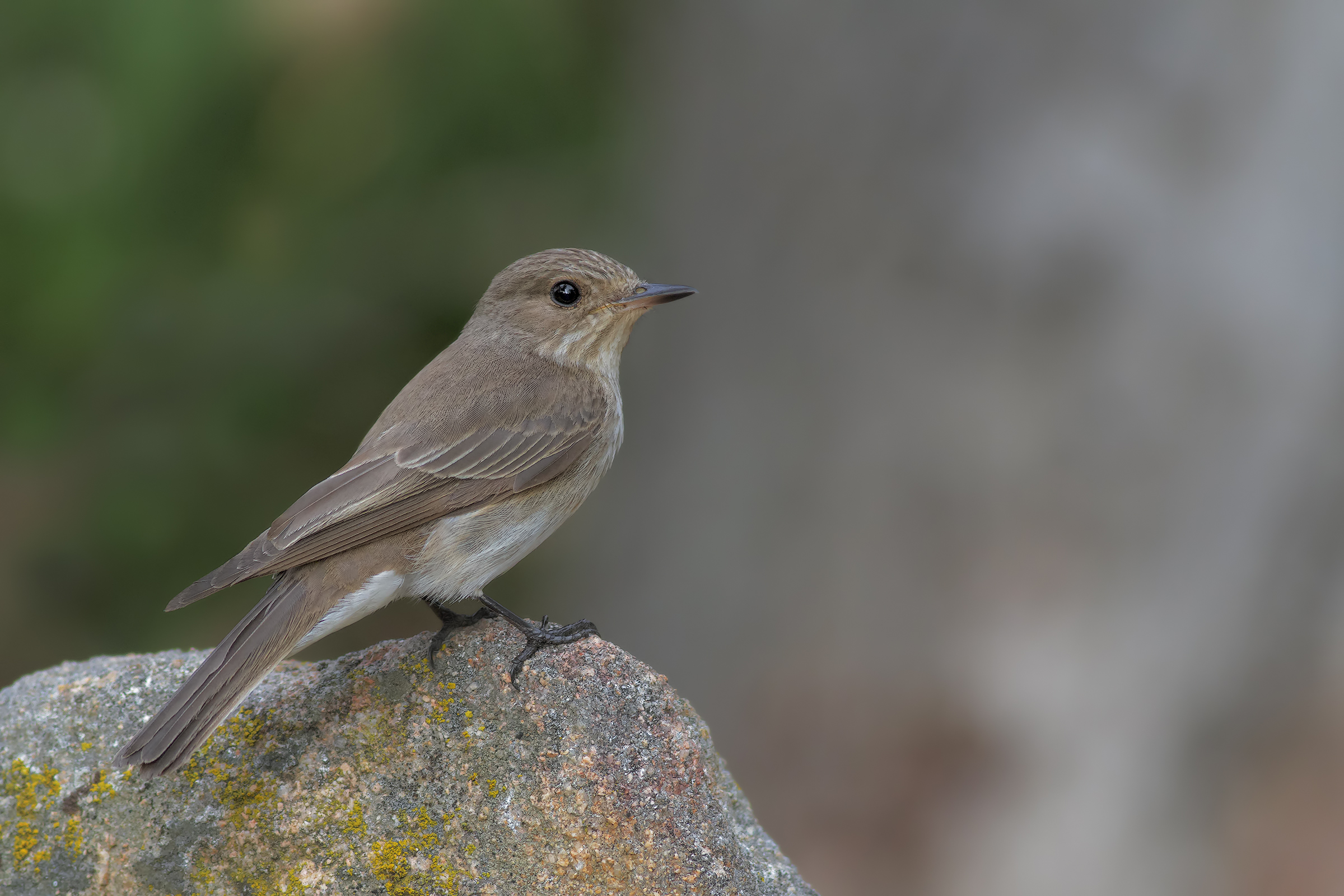 Flycatcher