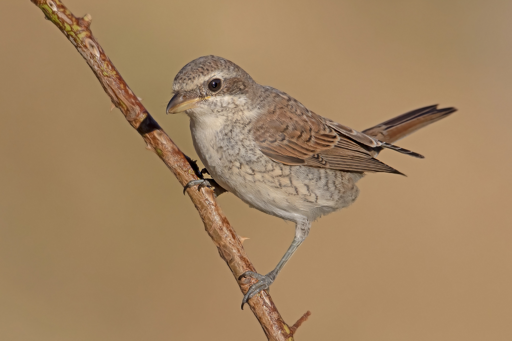 giovane averla piccola