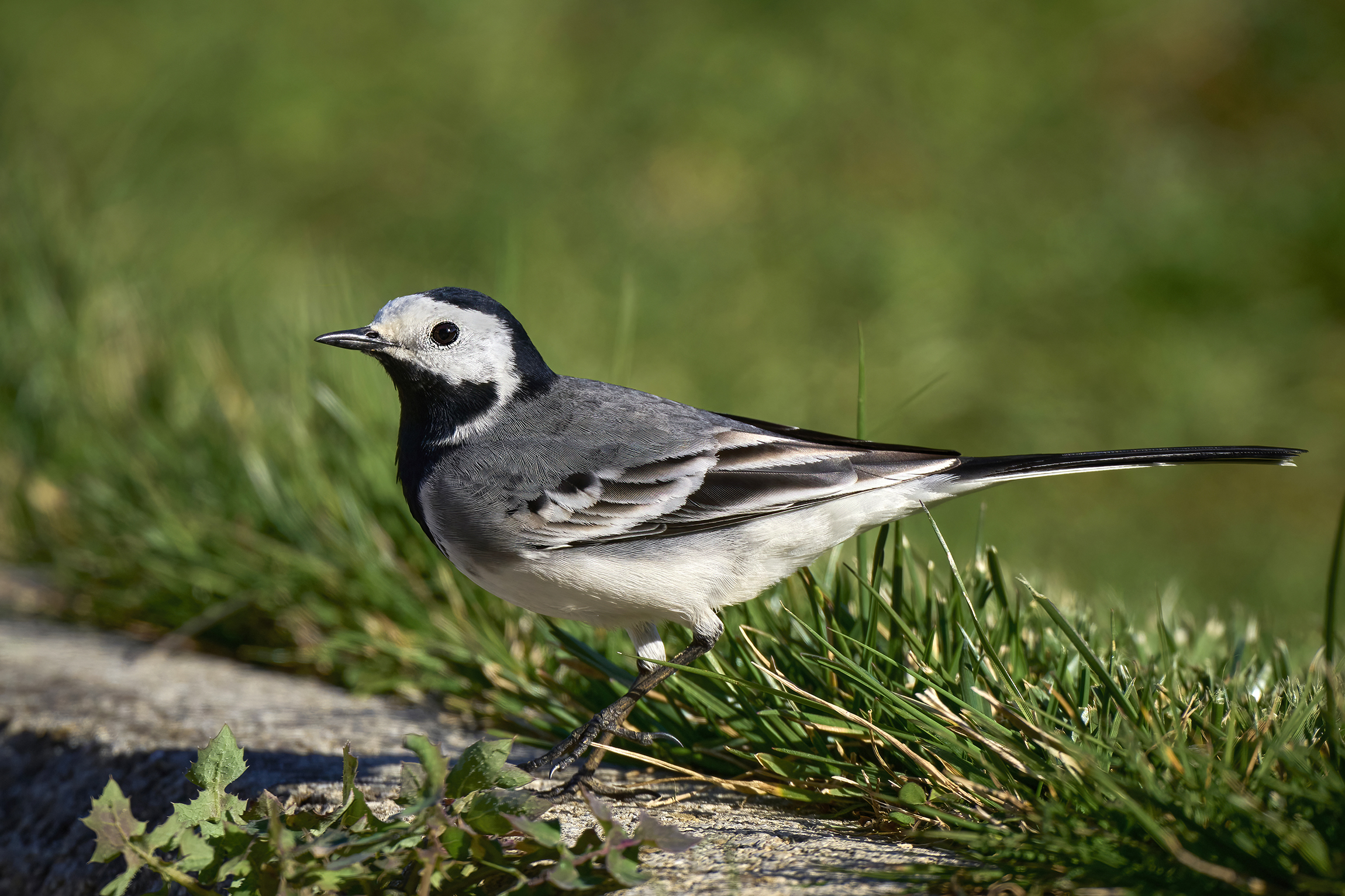 Dancer on the ground