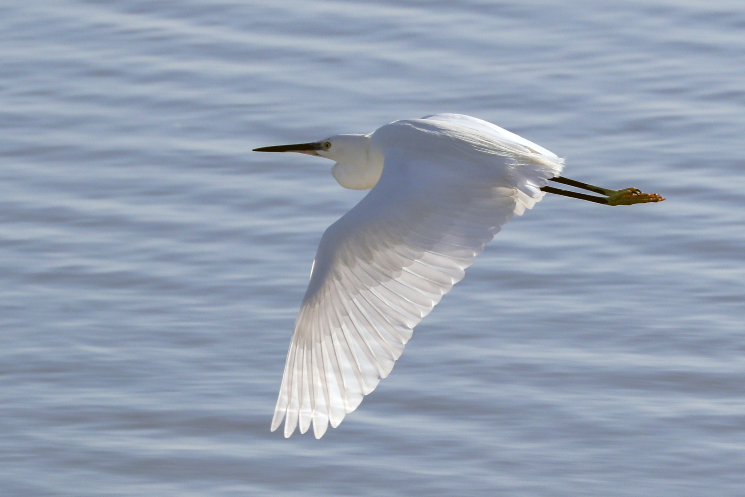 Egret in flight