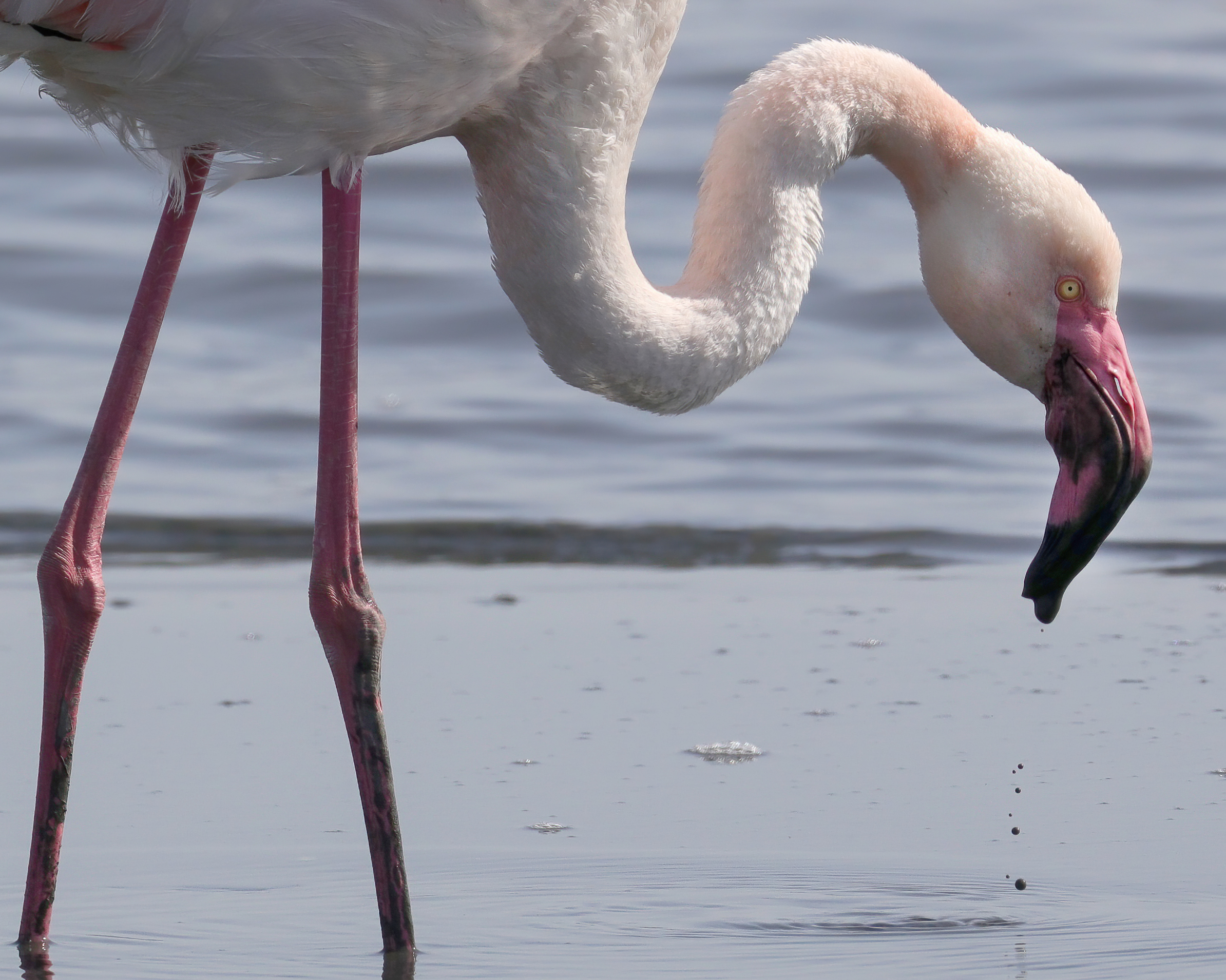 Portrait of a Flamingo
