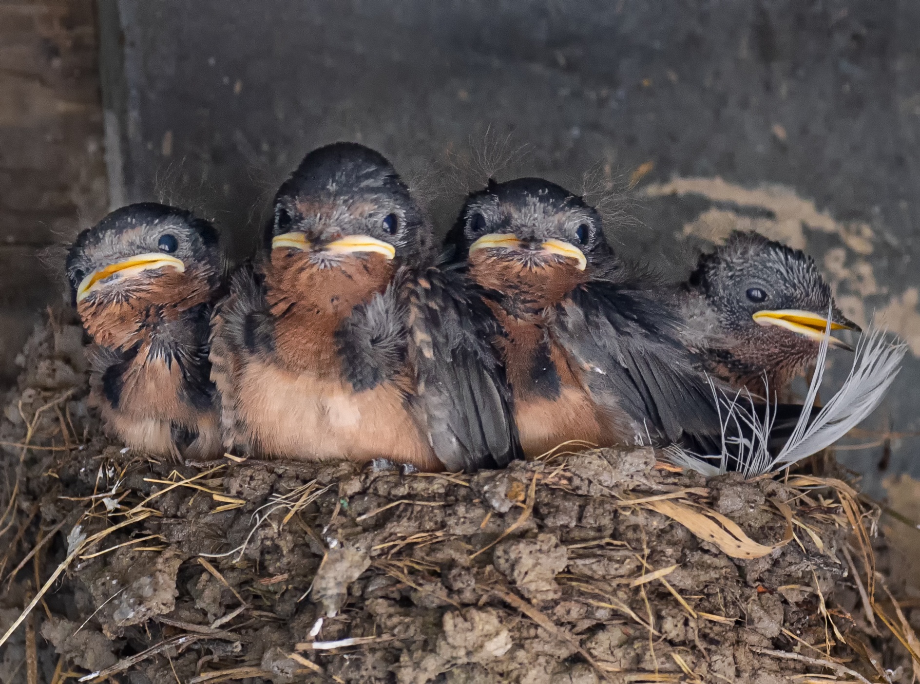 Baby Barn Swallows.