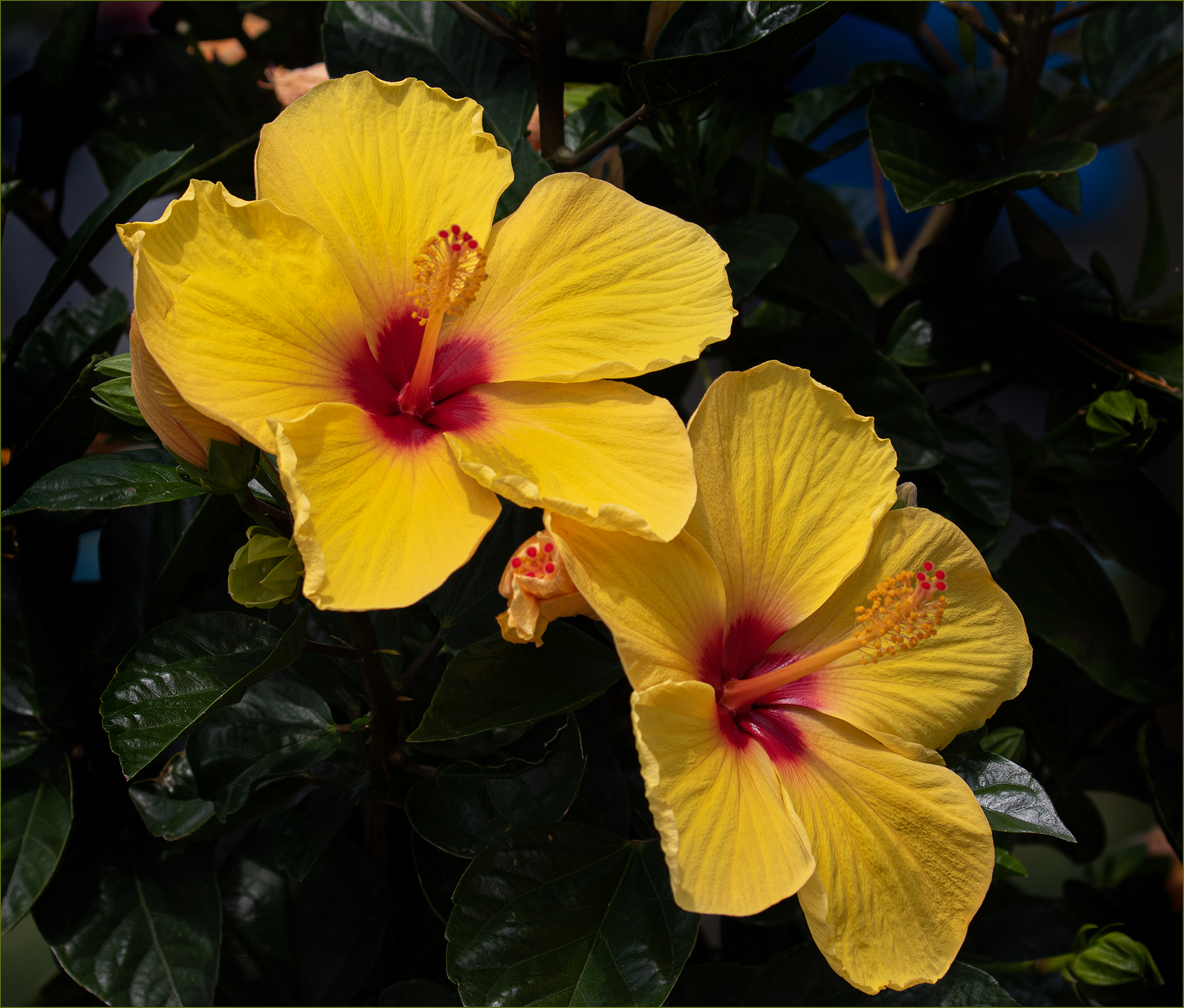 Ibisco giallo