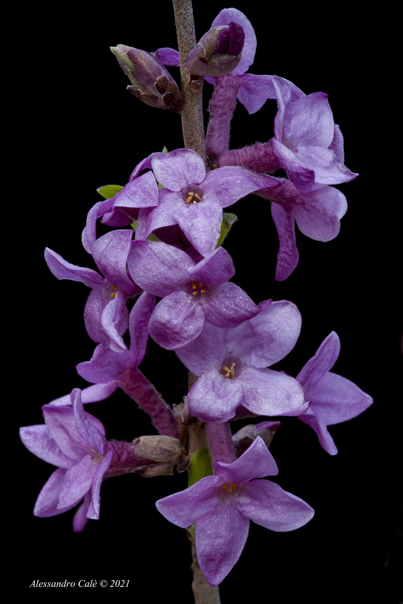 Daphne mezereum (Fior di stecco) 9116