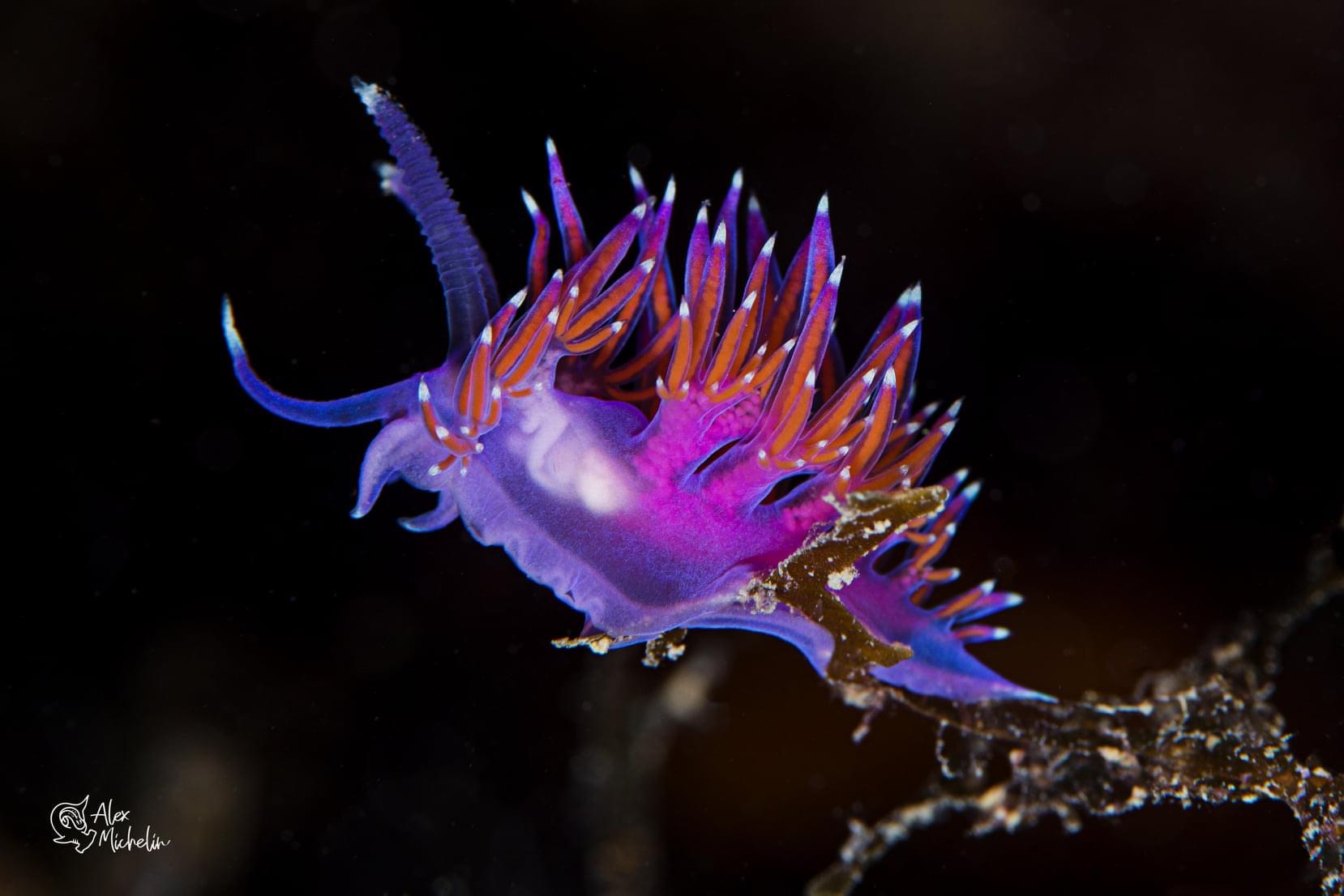 Flabellina