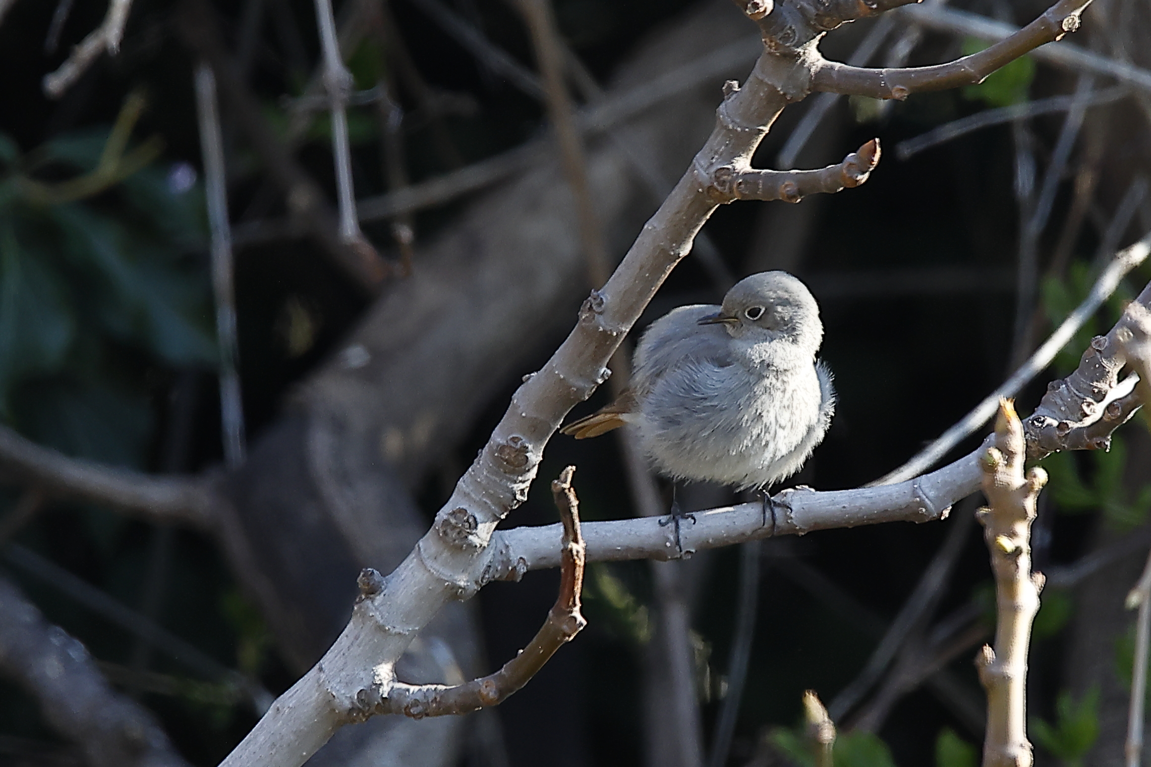 codirosso spazzacamino