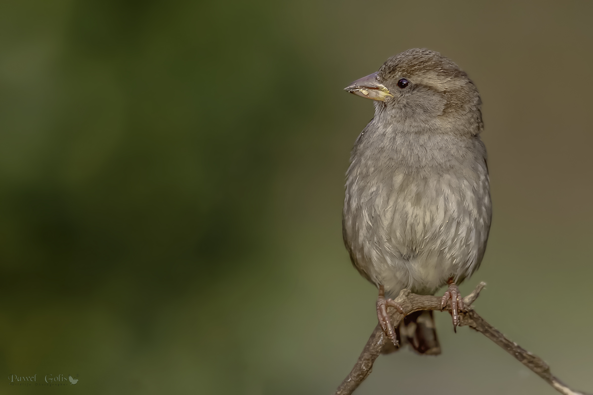 Passero domestico (Passer domesticus)