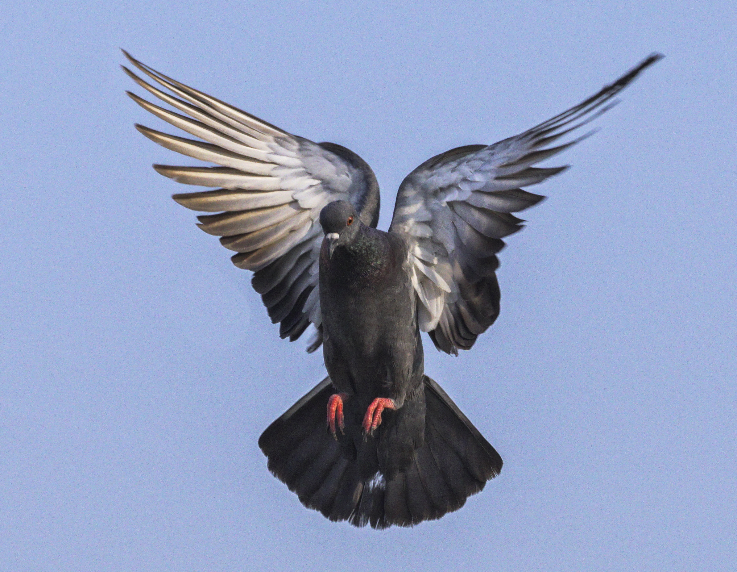 Pigeon in Flight