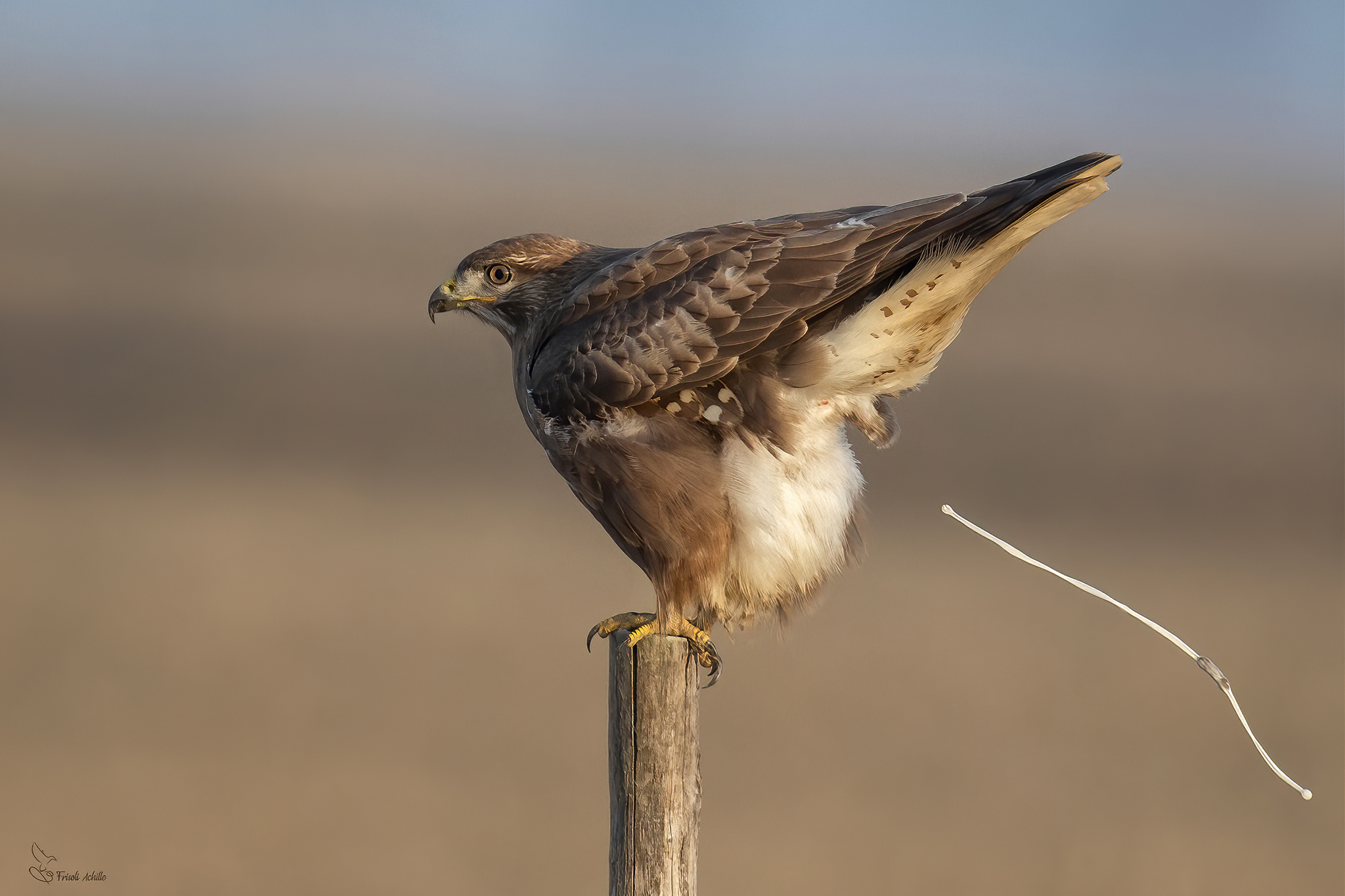 Poiana's review of the photographer...........