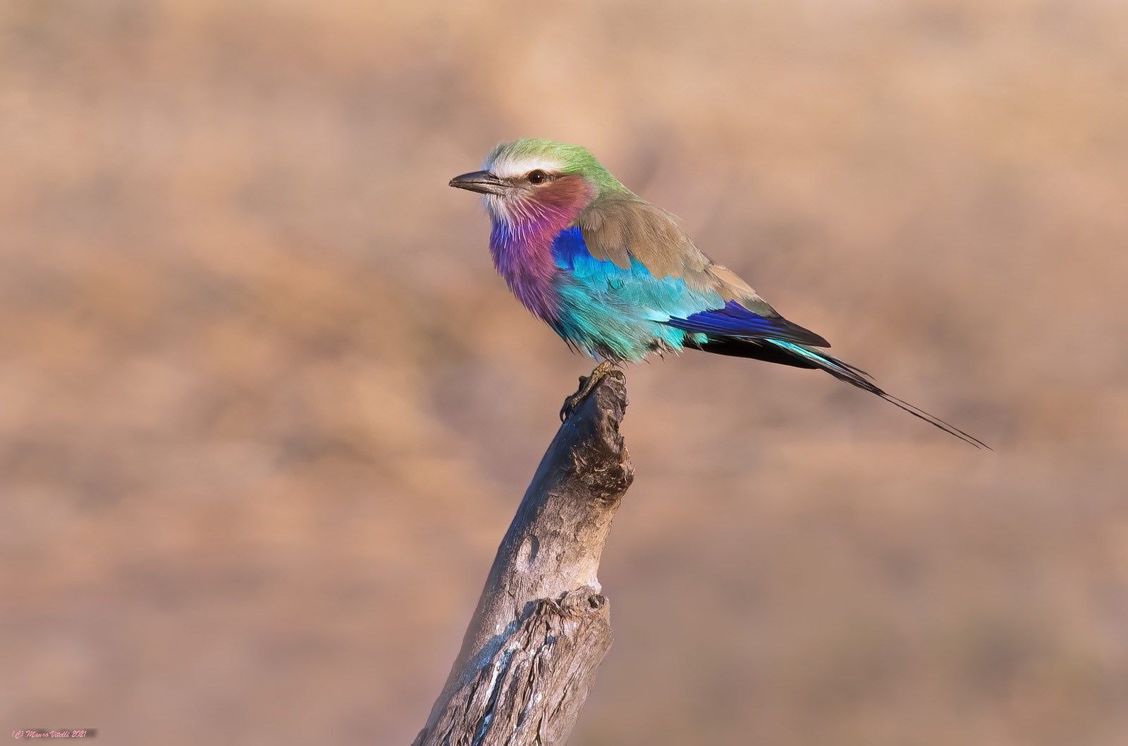 Pectoral Jay (Coracias caudatus)